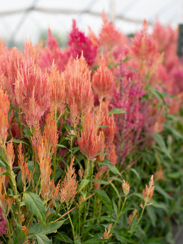 CELOSIA - Spun Sugar