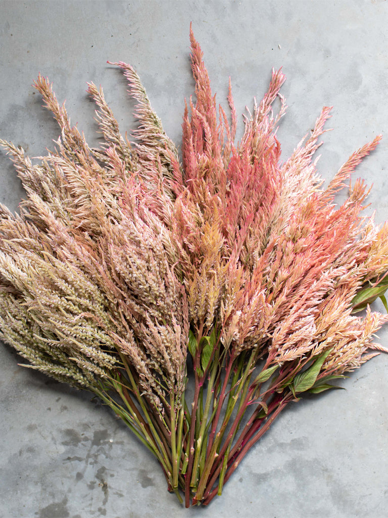 CELOSIA - Vintage Rose