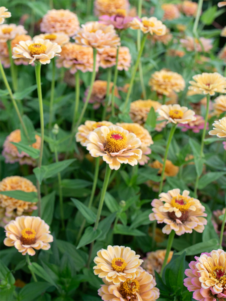 ZINNIA - Golden Hour