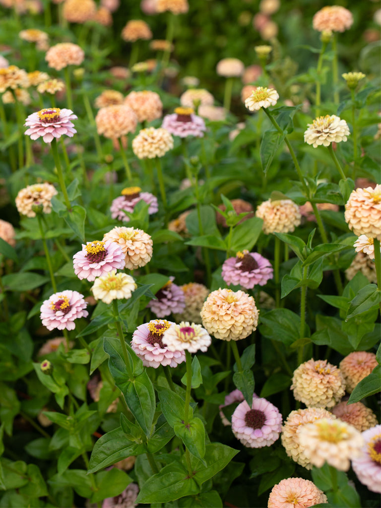 ZINNIA - Little Flower Girl
