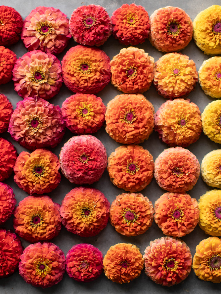 ZINNIA - Unicorn Mix