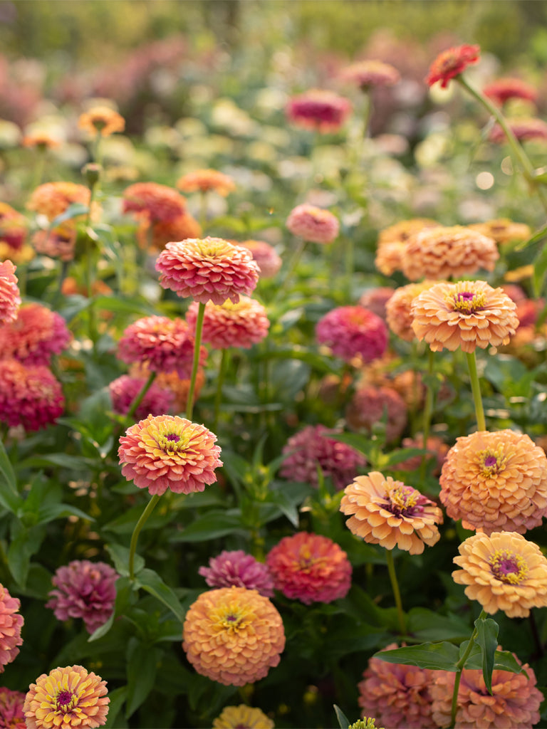 ZINNIA - Unicorn Mix