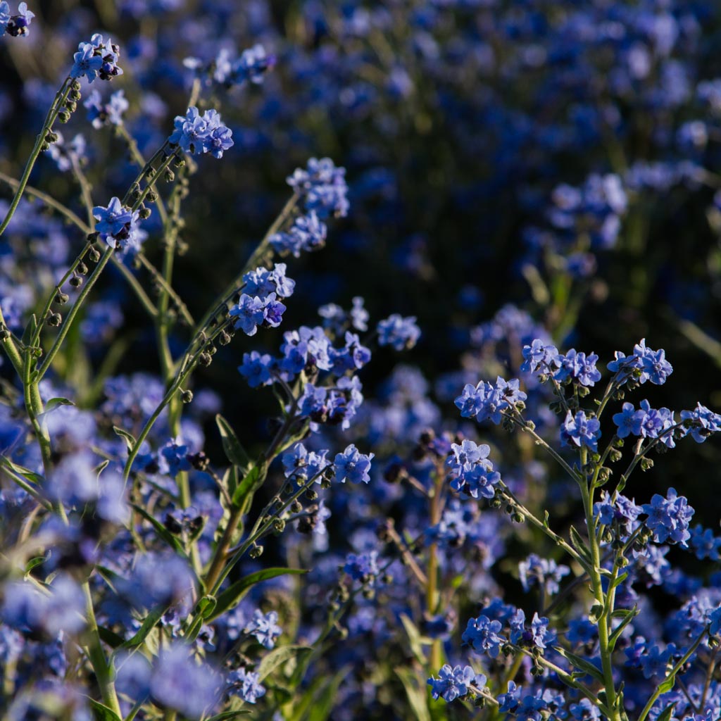 FORGET ME NOT - Chinese Blue - PLANTS