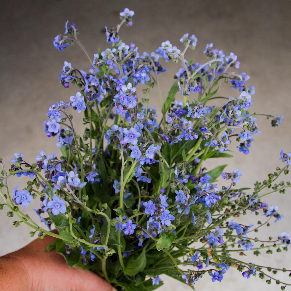 FORGET ME NOT - Chinese Blue - PLANTS