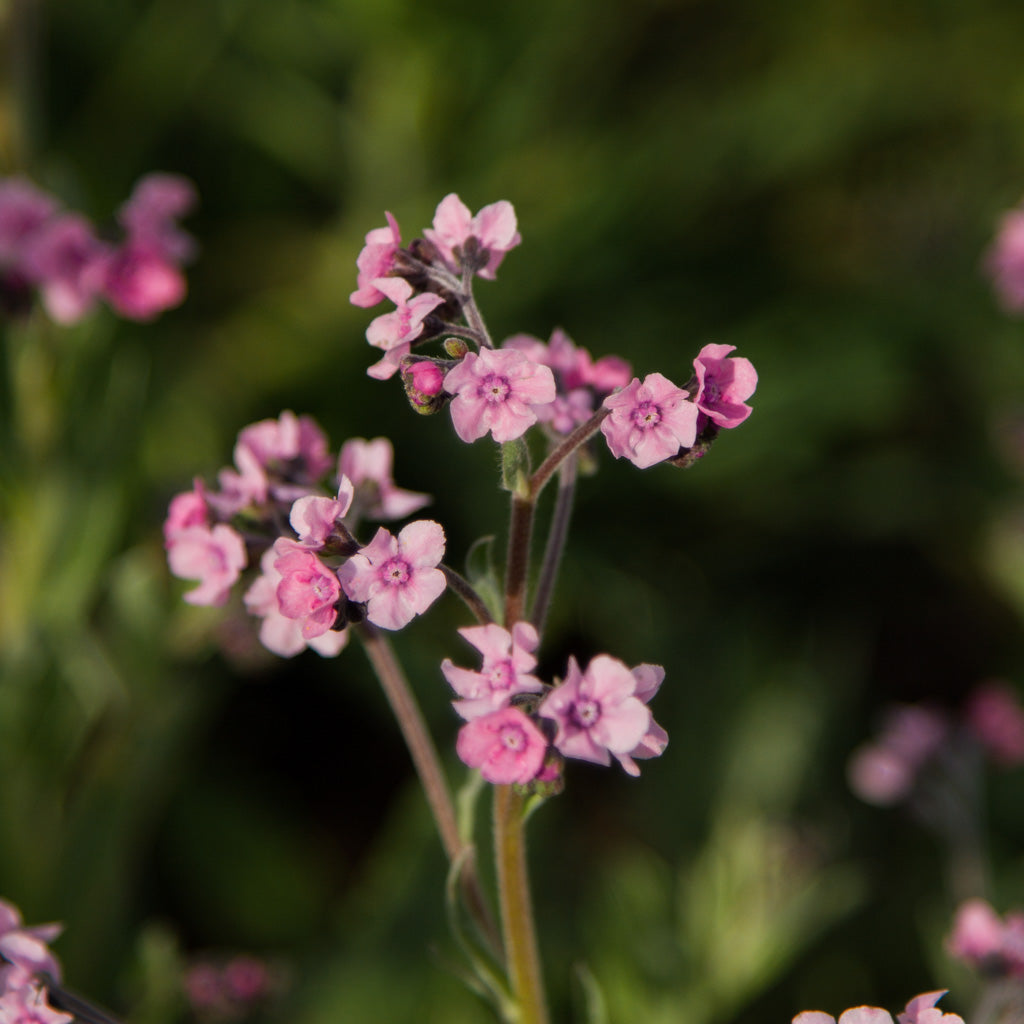 FORGET ME NOT - Mystery Rose - PLANTS