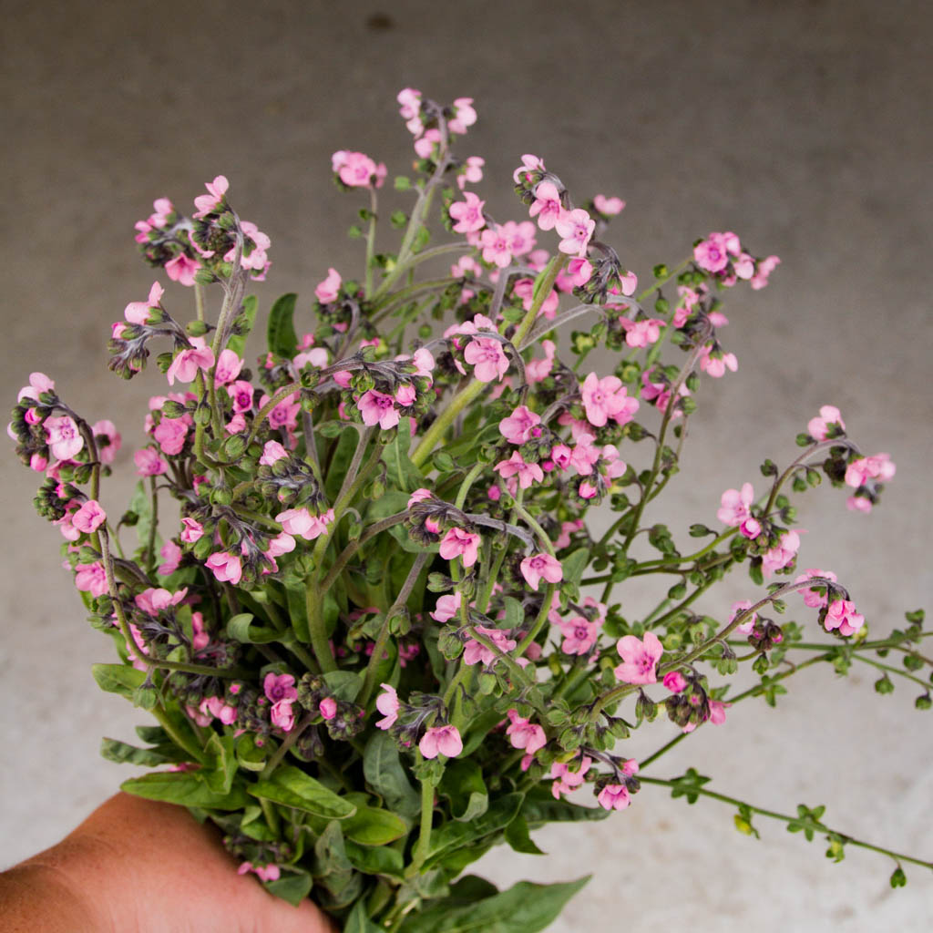 FORGET ME NOT - Mystery Rose - PLANTS