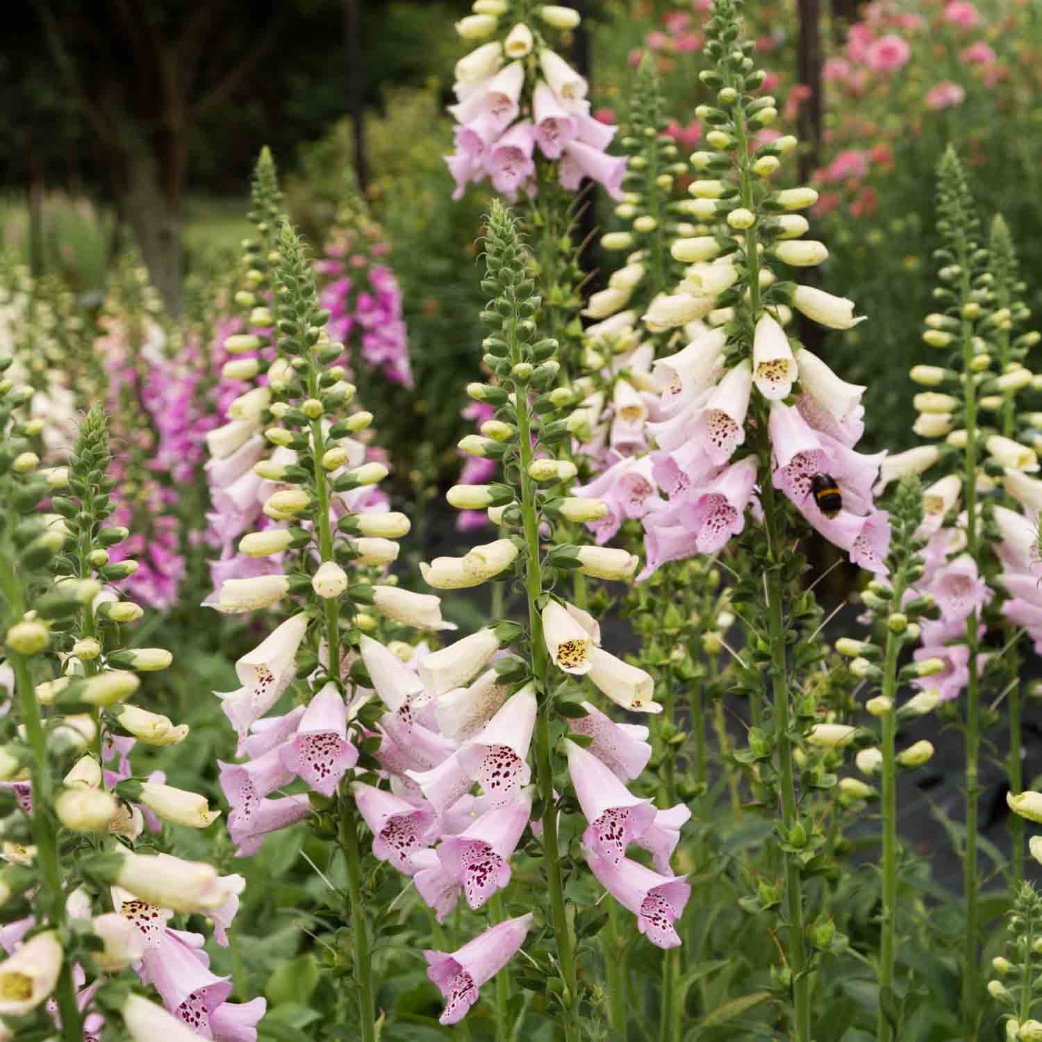 Foxglove - Camelot Lavender