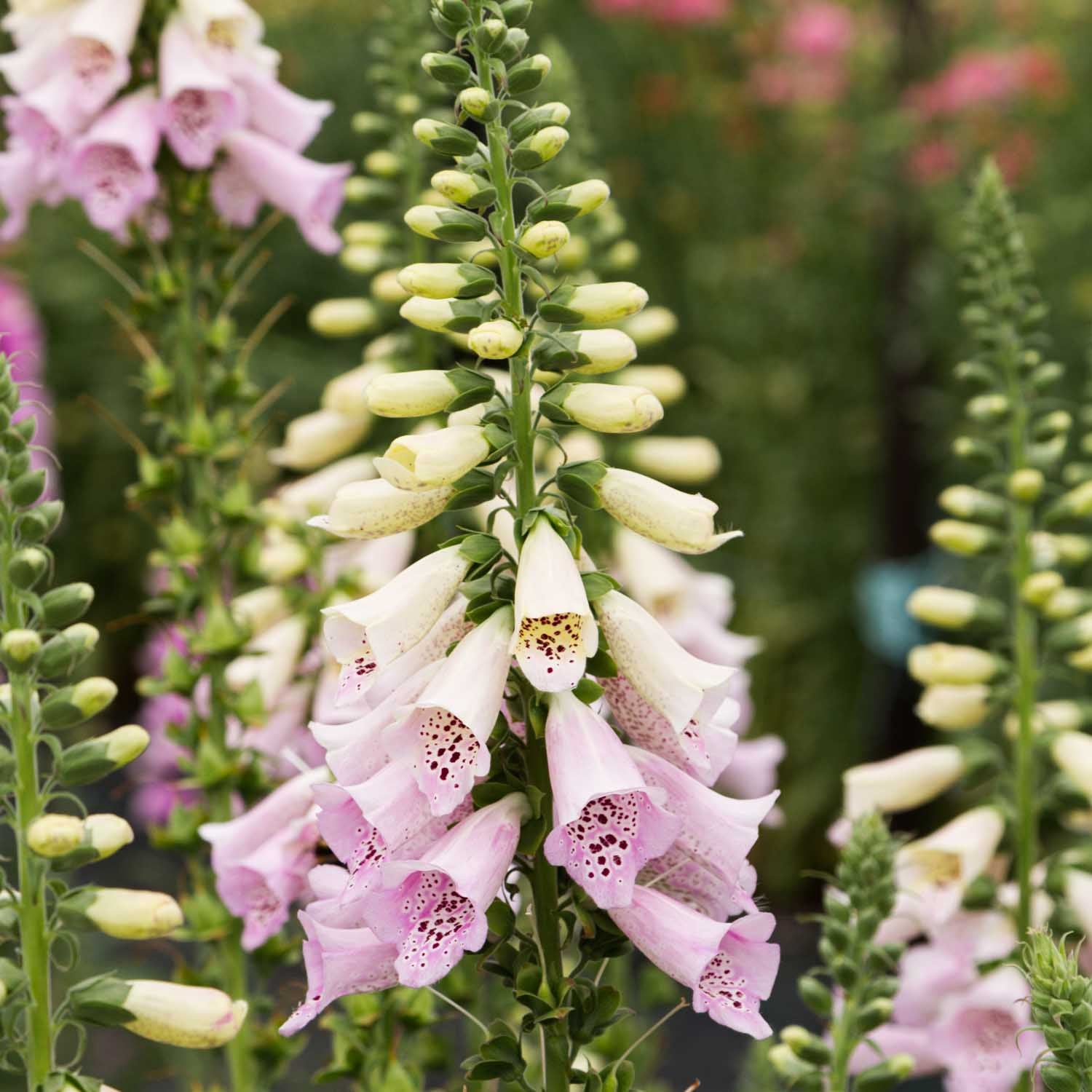Foxglove - Camelot Lavender