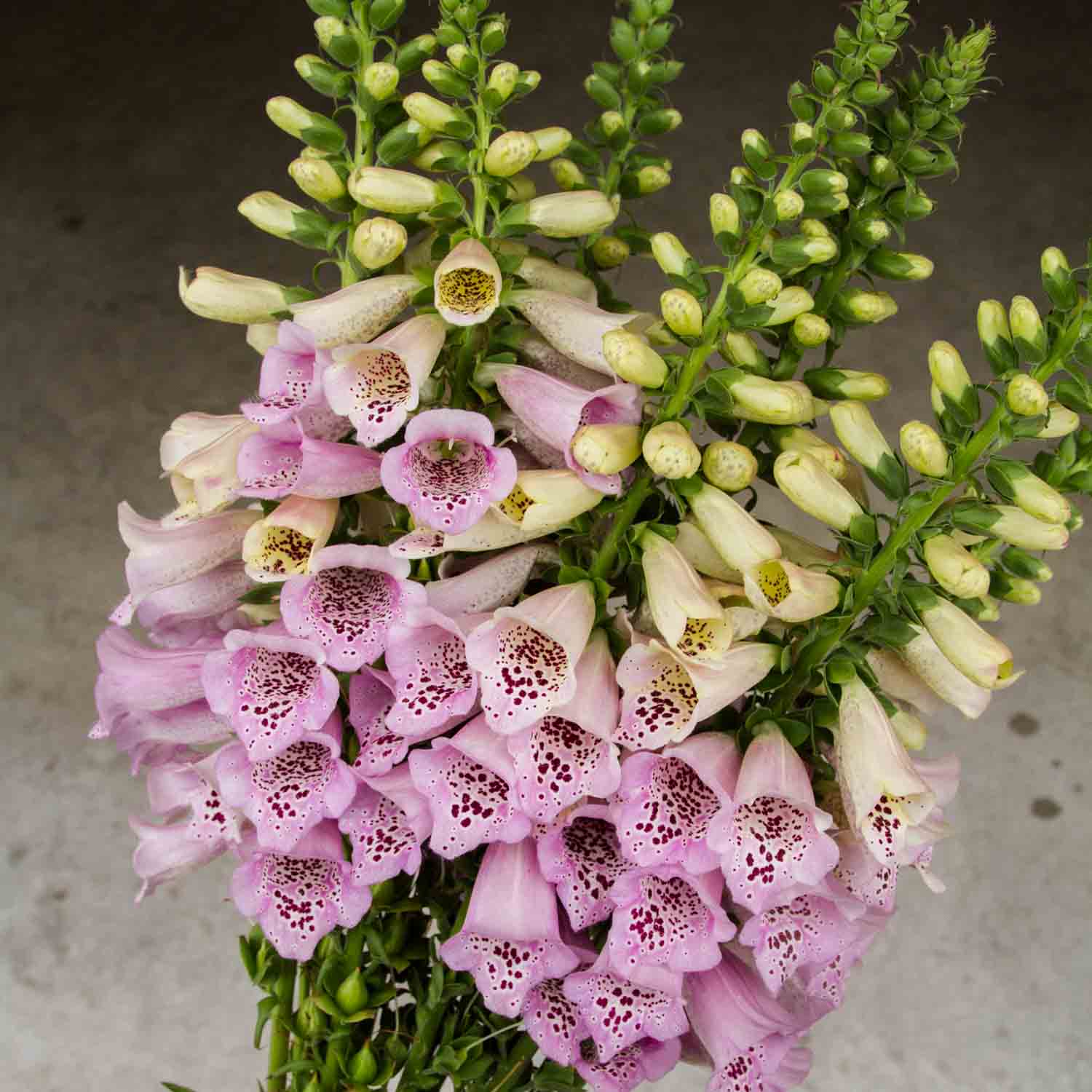 Foxglove - Camelot Lavender