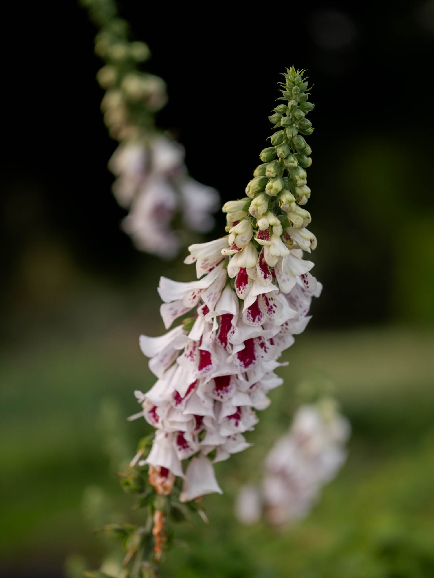 Foxglove - Pam's Split