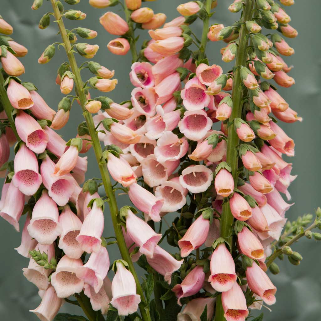 Foxglove - Pink Gin