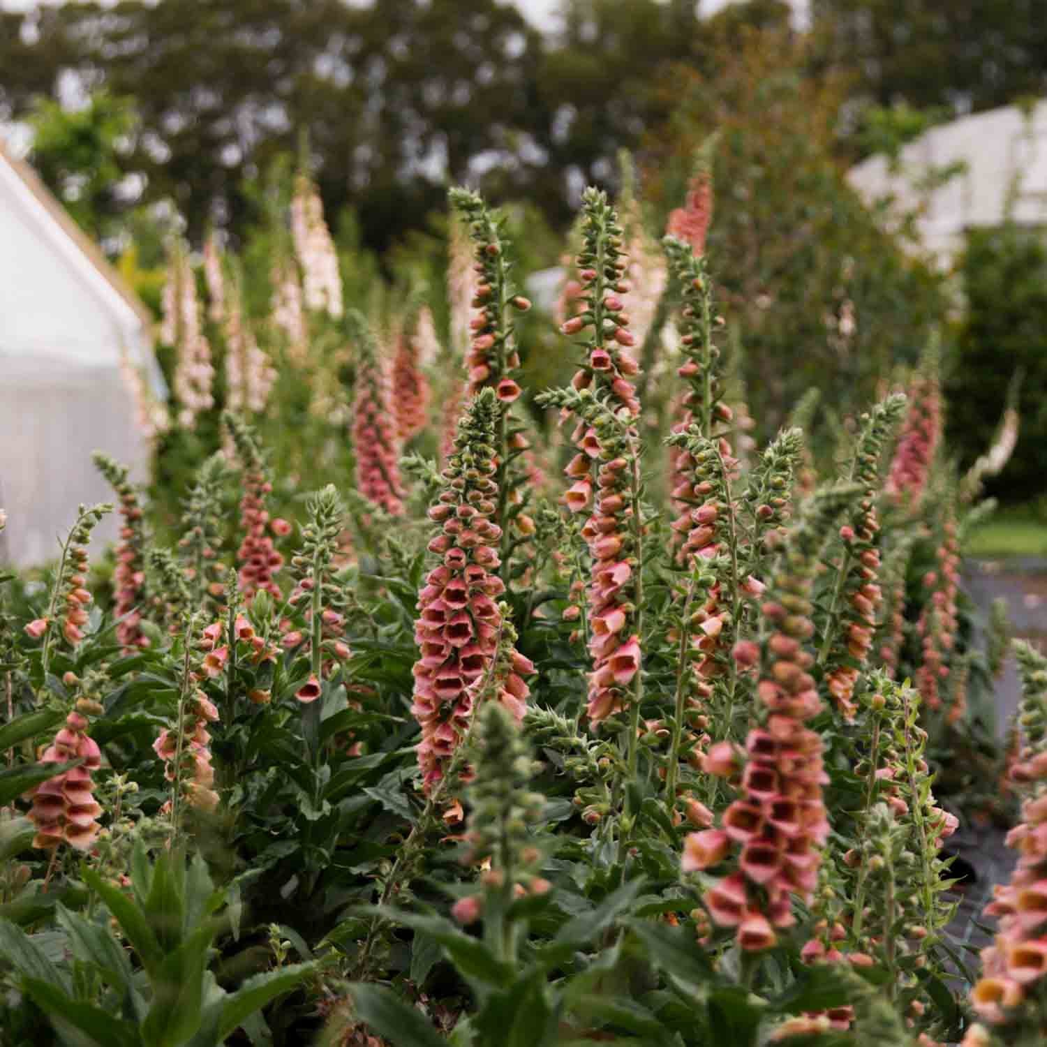 Foxglove - Polkadot Polly