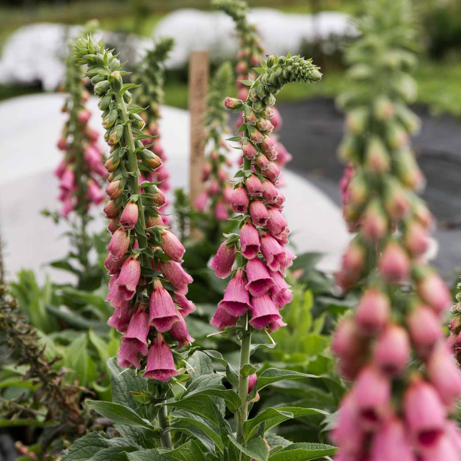 strawberry foxglove seeds FOXGLOVE - Strawberry Summer
