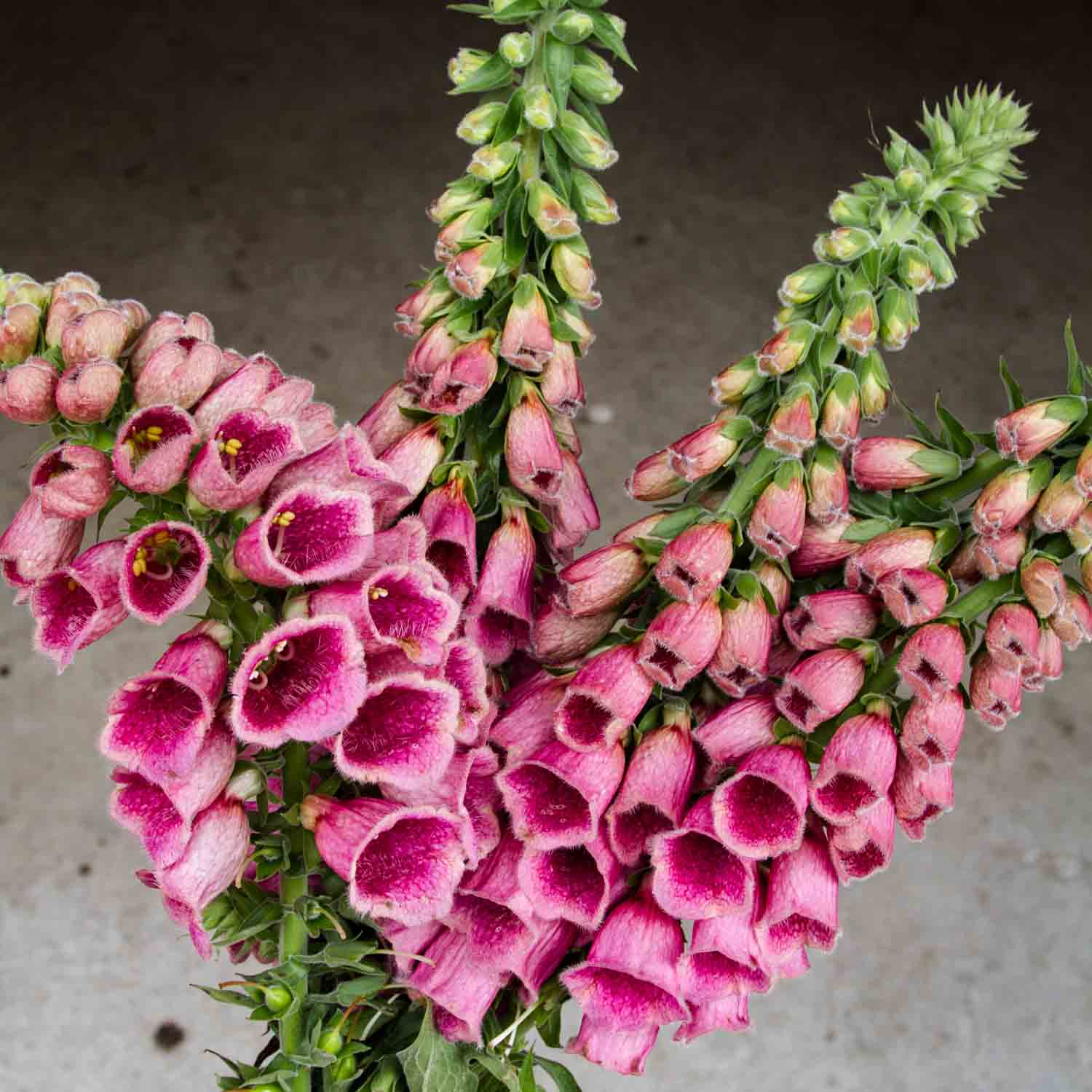 FOXGLOVE - Strawberry Summer - PLANTS