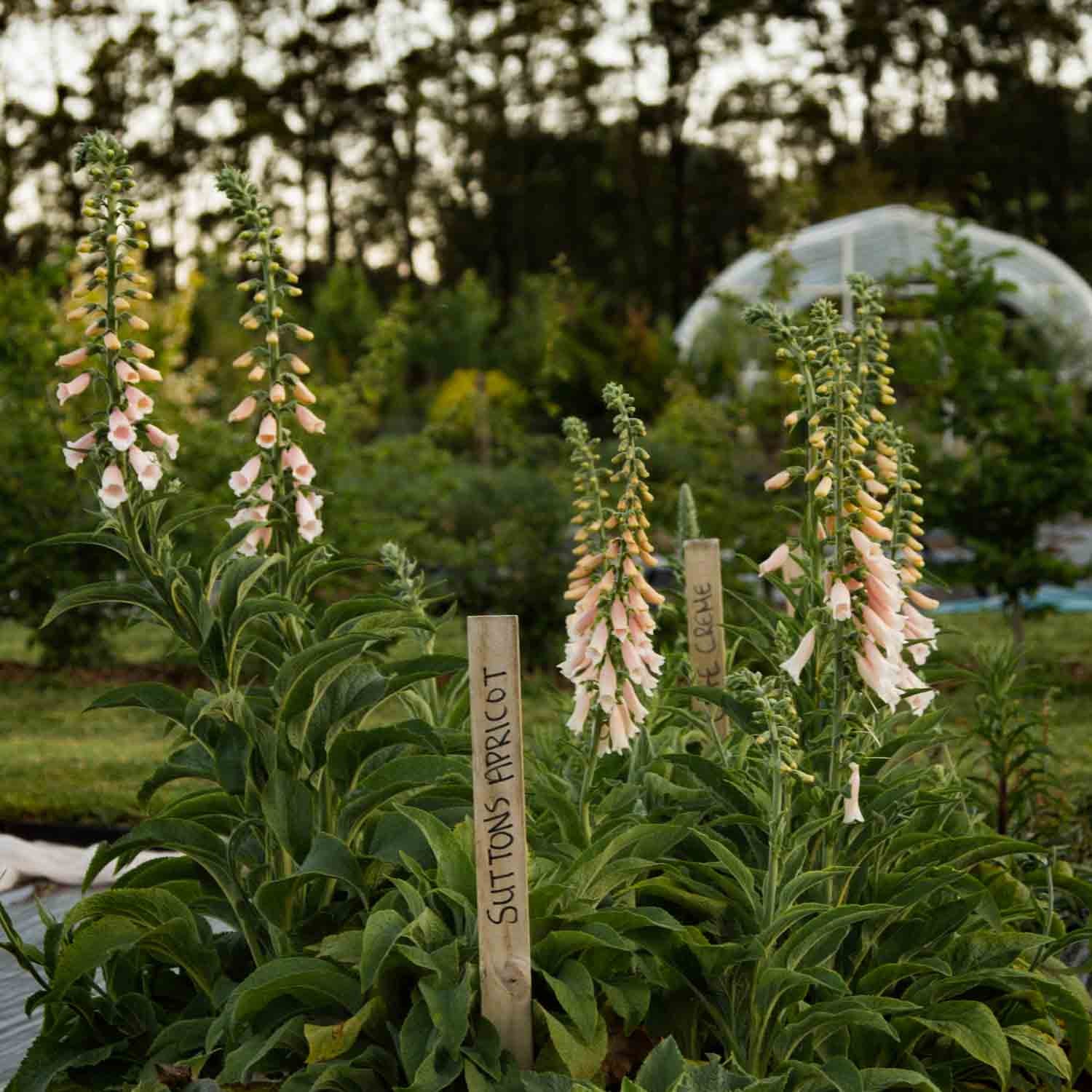 Foxglove - Sutton's Apricot