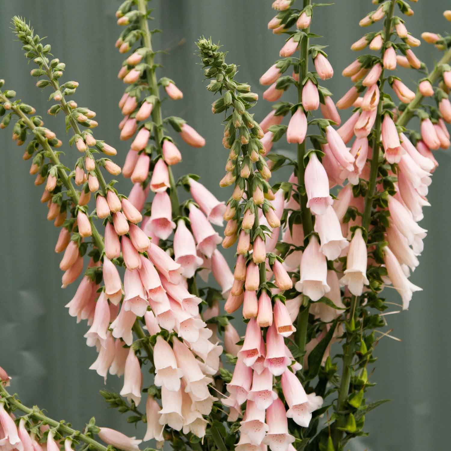 Foxglove - Sutton's Apricot