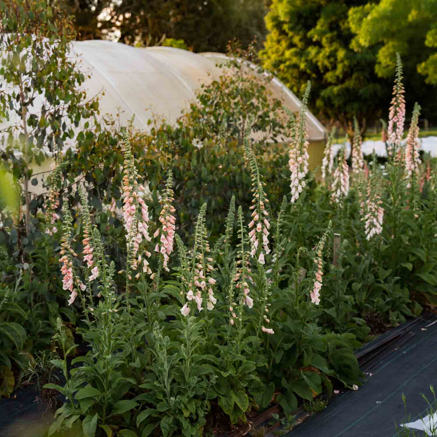 Foxglove - Sutton's Apricot