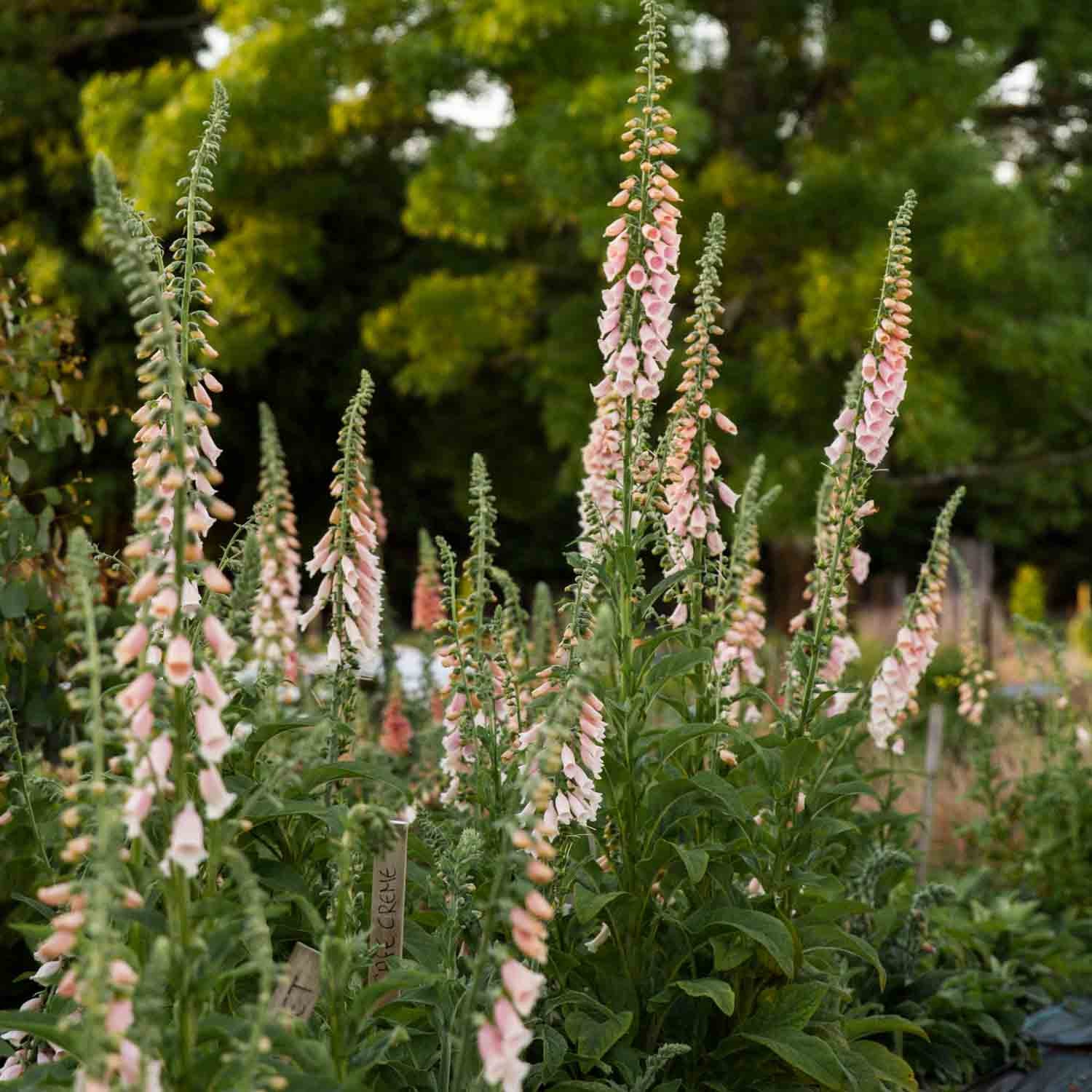 Foxglove - Sutton's Apricot