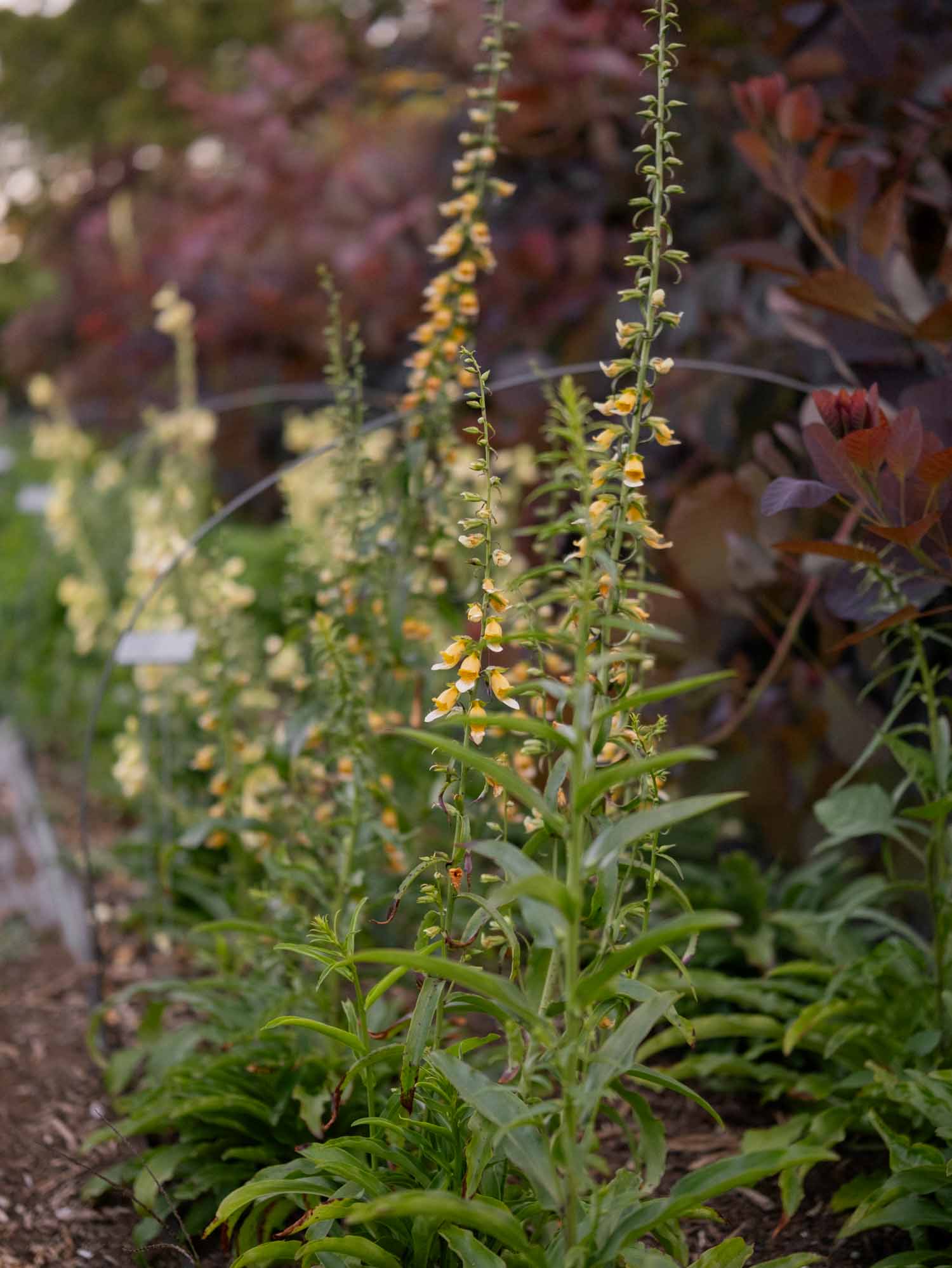 GIRAFFE FOXGLOVE - PLANTS