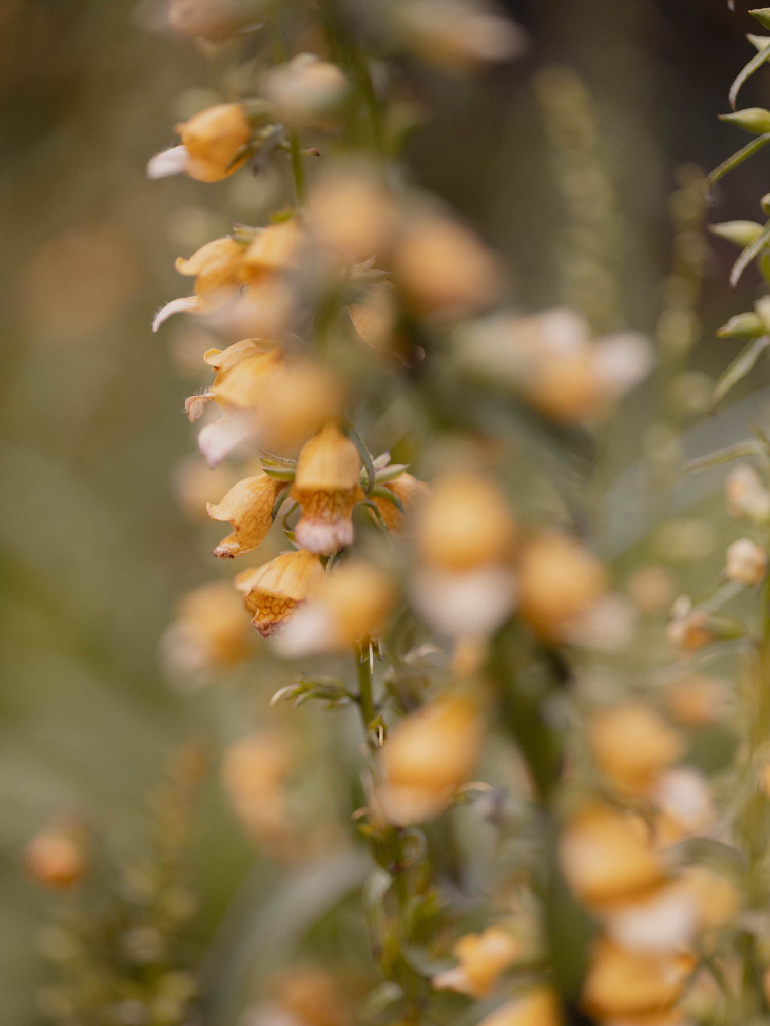 GIRAFFE FOXGLOVE - PLANTS