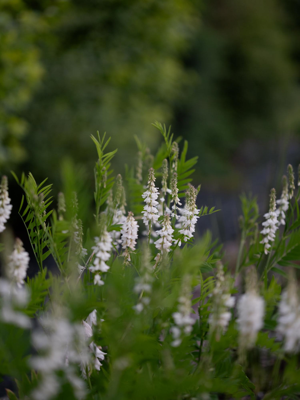 GALEGA OFFICINALIS - 'White Pagoda' - PLANTS