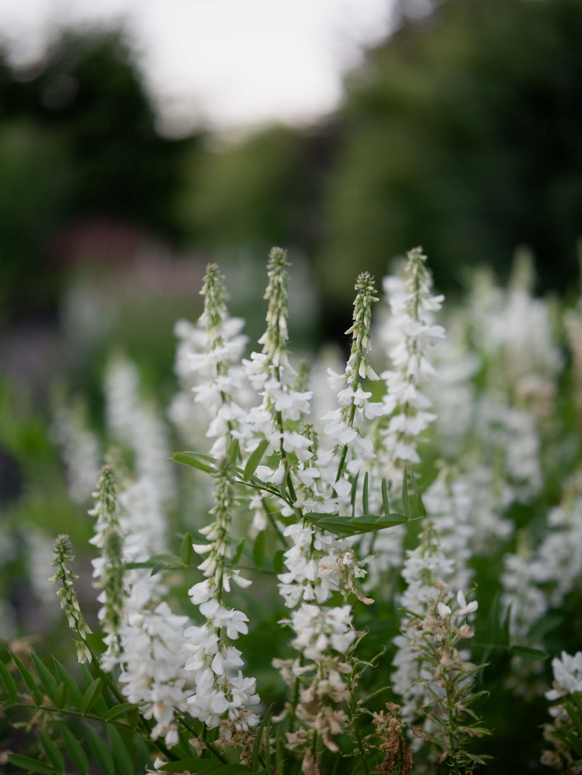 GALEGA OFFICINALIS - 'White Pagoda' - PLANTS
