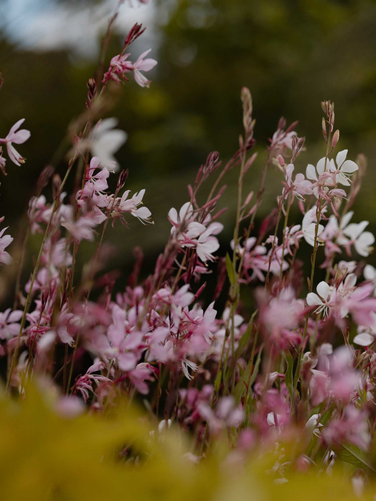 GAURA - Emmeline Pink Bouquet - PLANTS