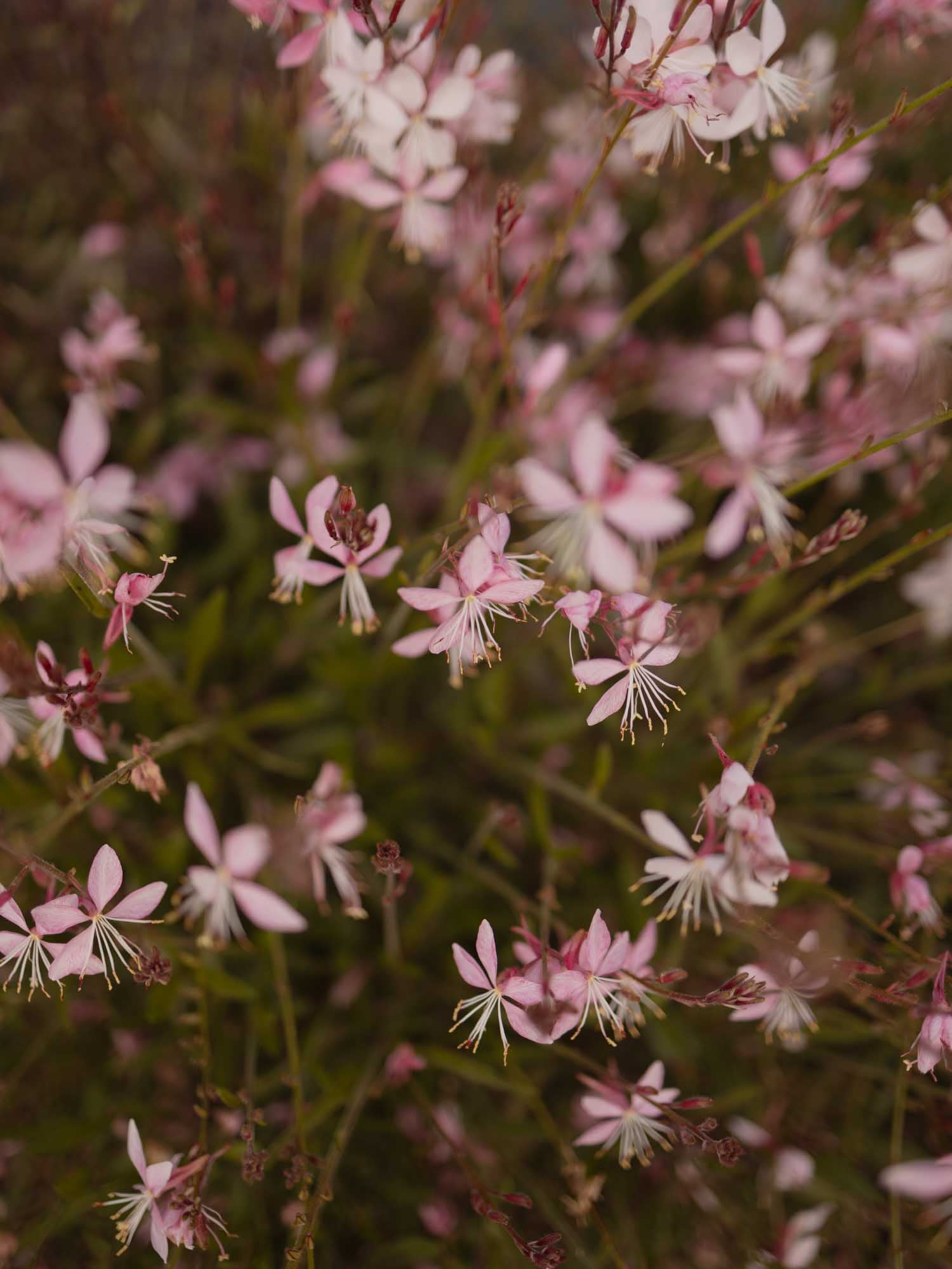 GAURA - Emmeline Pink Bouquet - PLANTS