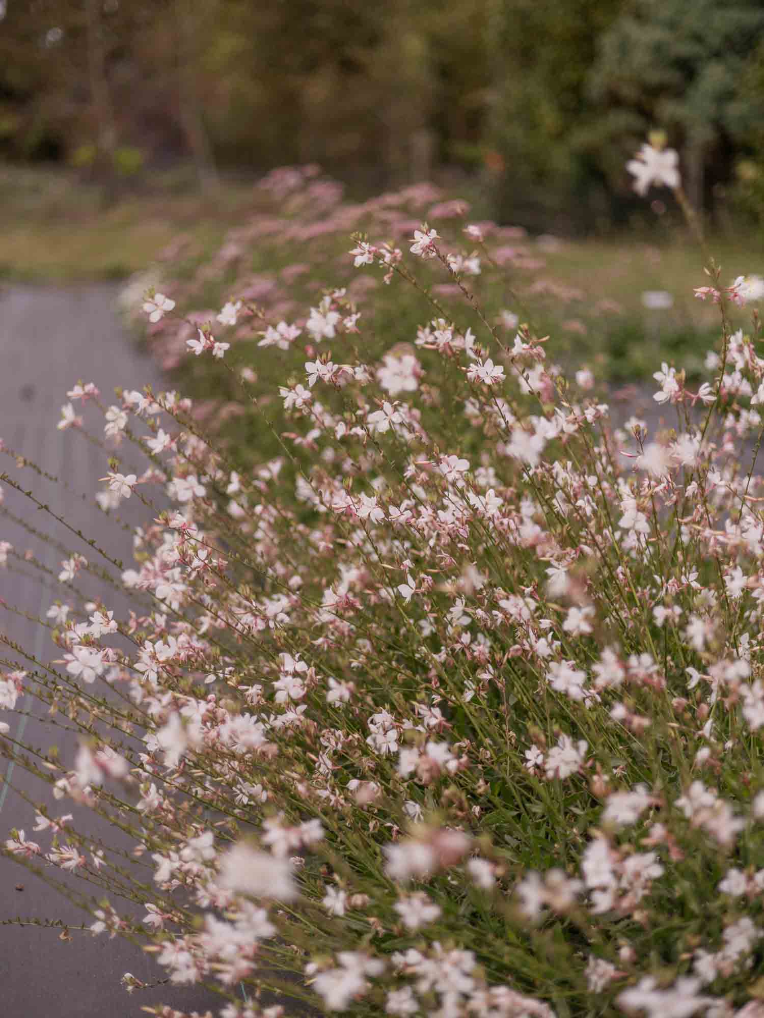 GAURA - Emmeline White - PLANTS