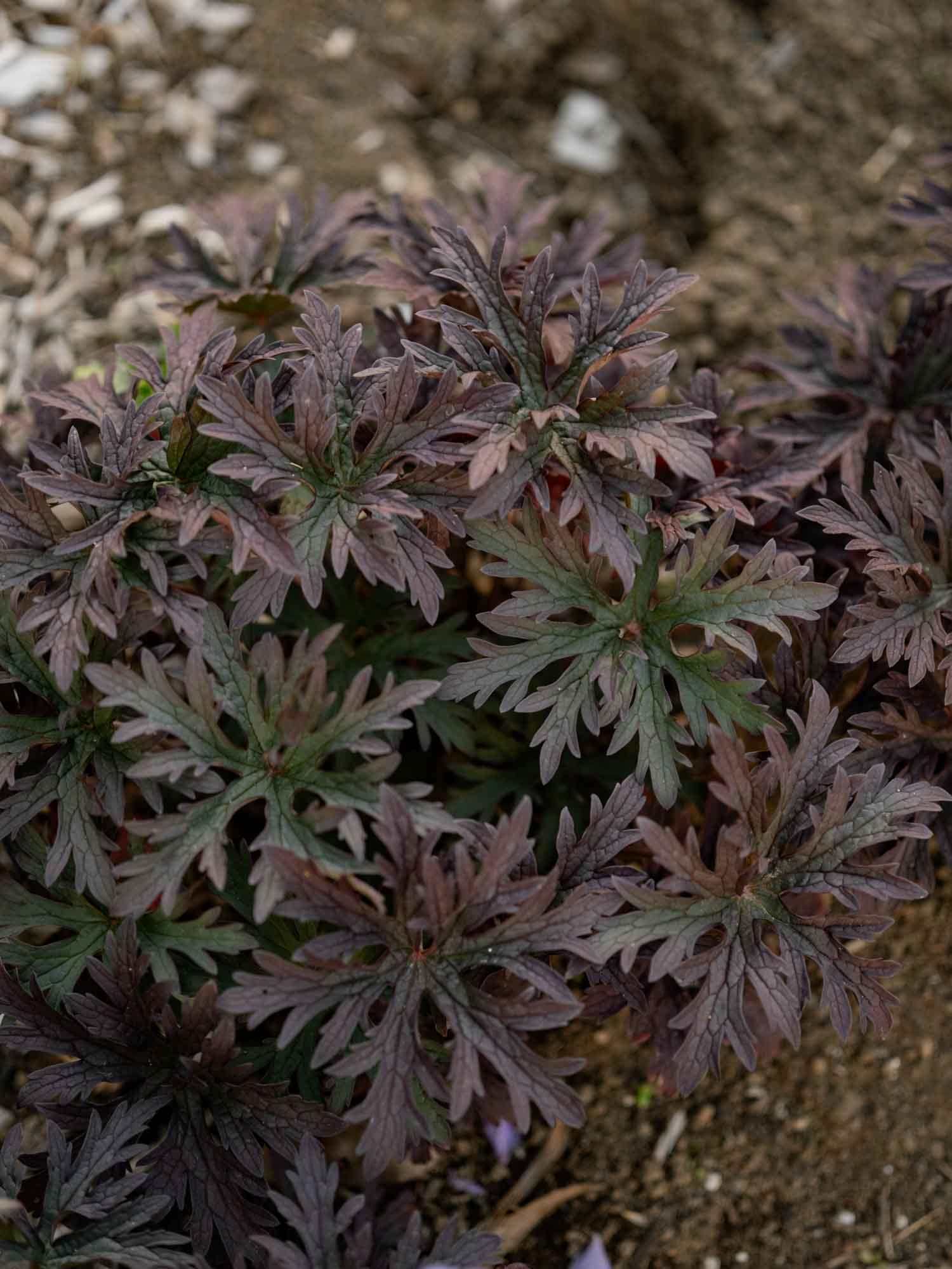 GERANIUM pratense - Dark Reiter - PLANTS