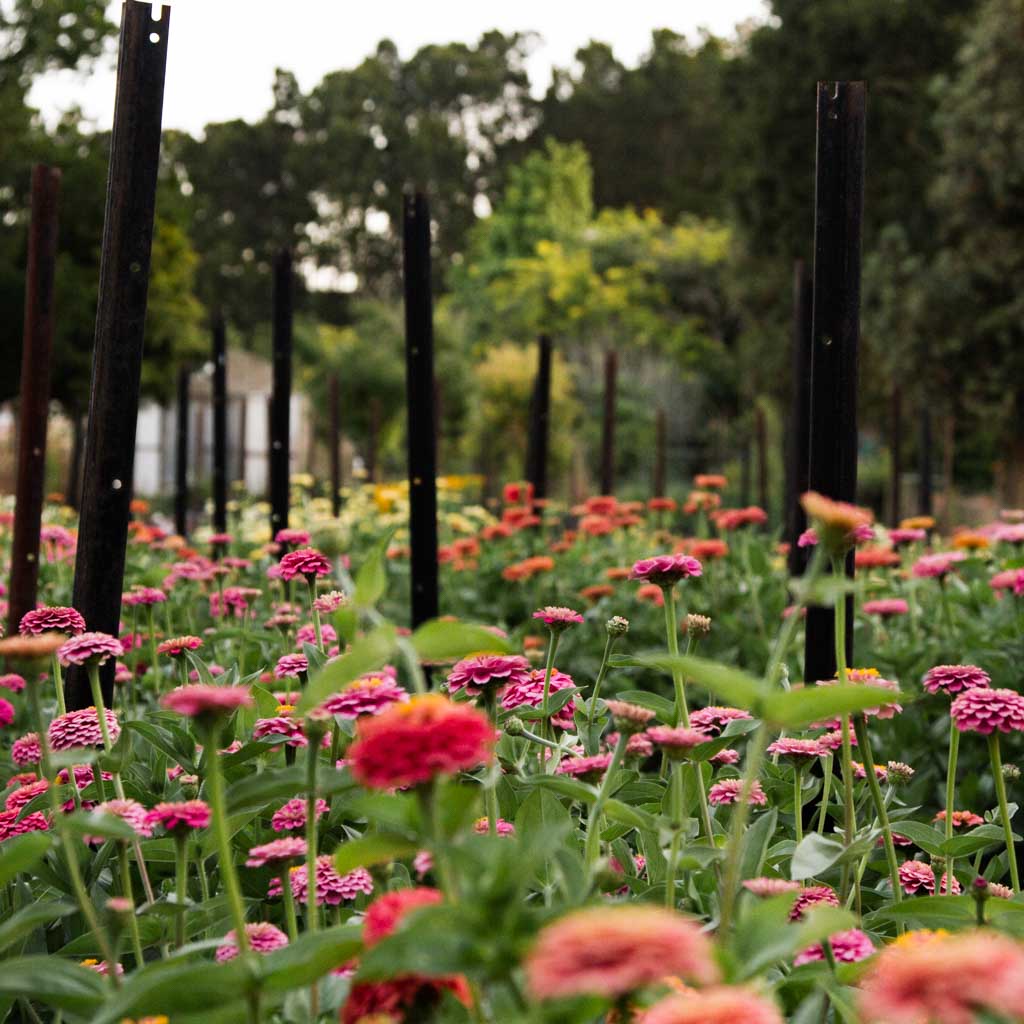 GROW: Summer Flowers -- Sunday 15 October
