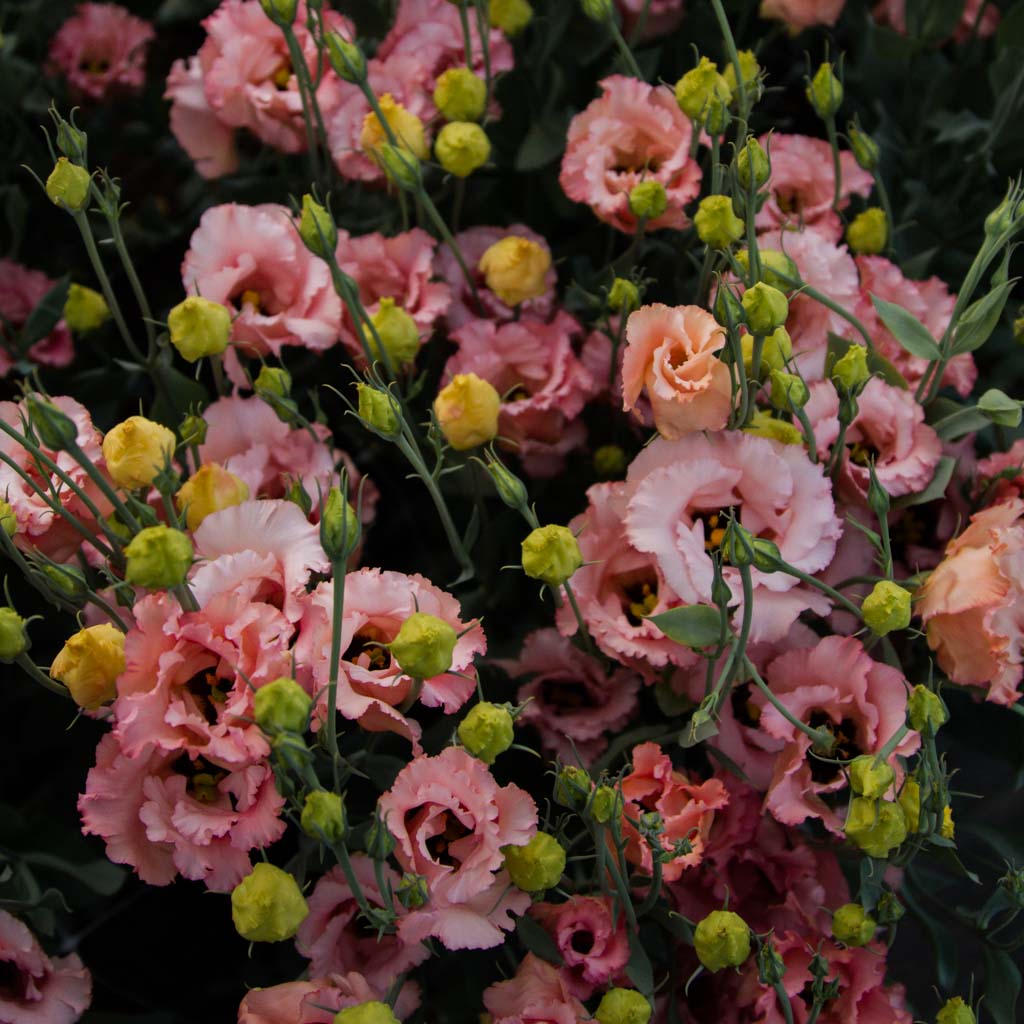 GROW: Summer Flowers -- Sunday 15 October