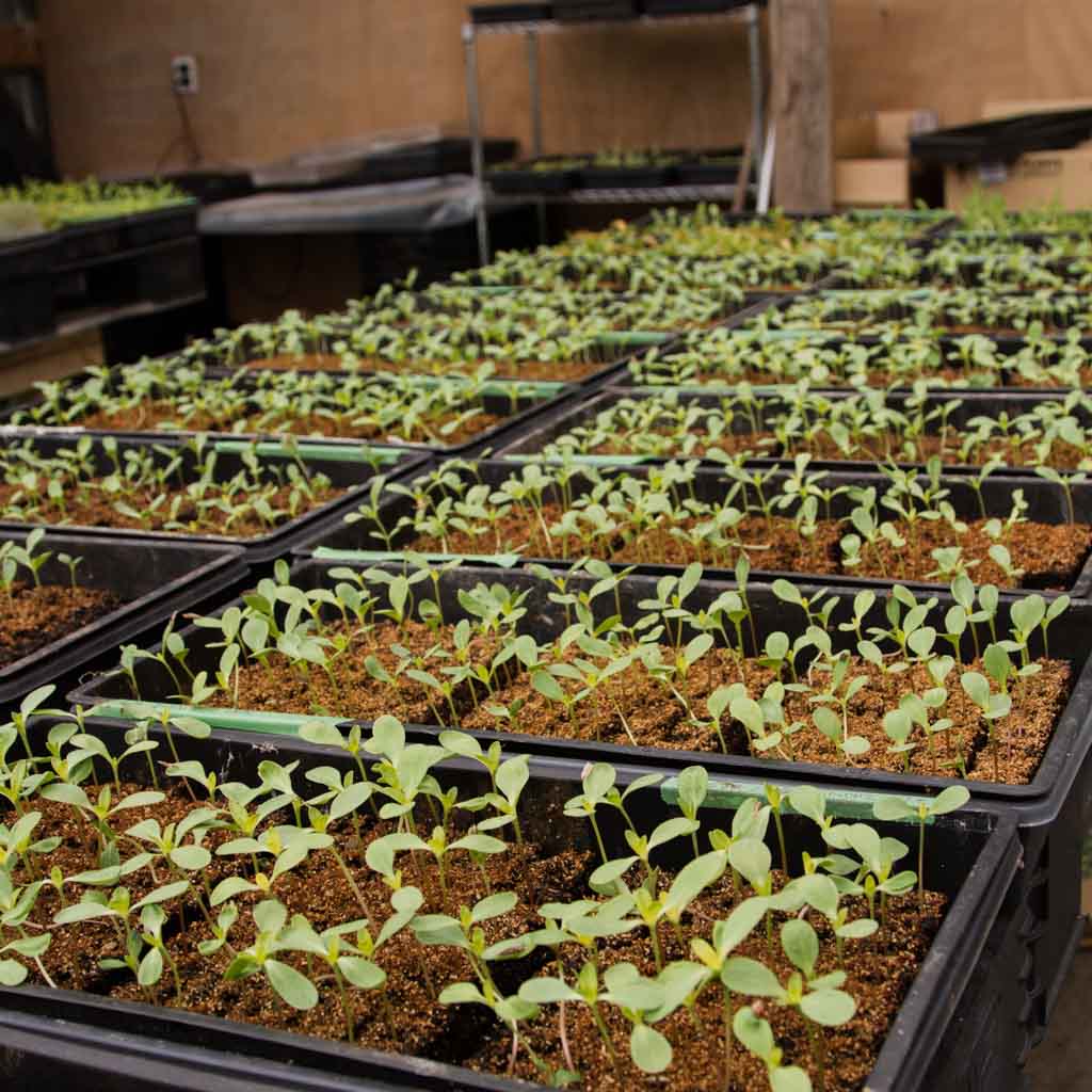 GROW: Summer Flowers -- Sunday 15 October