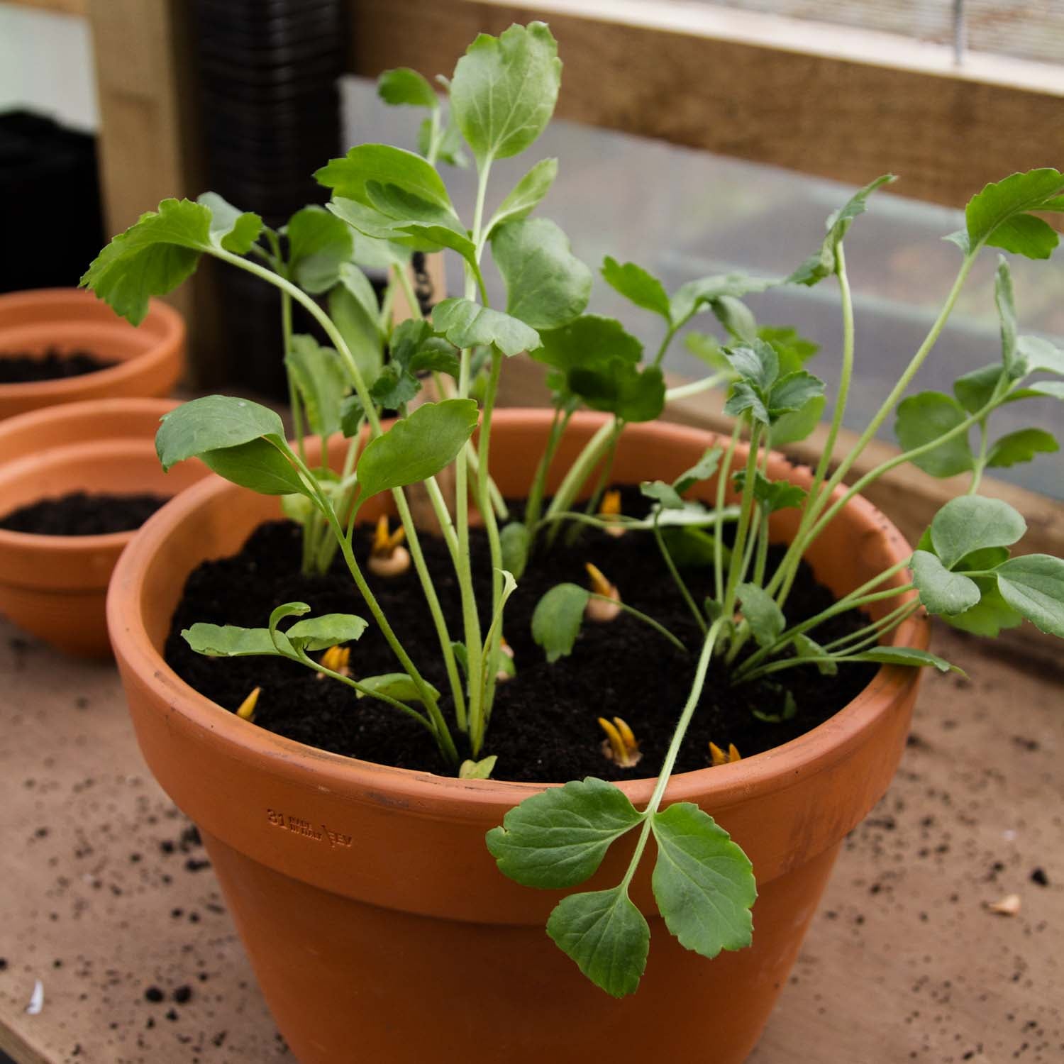 GROW: Spring in Pots -- Saturday 25 May