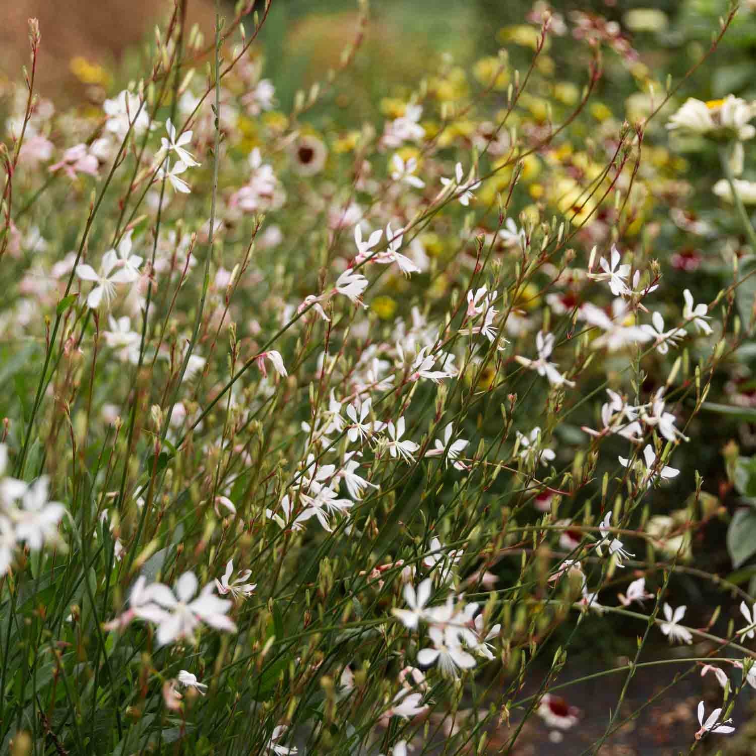GAURA - Sparkle White - PLANTS