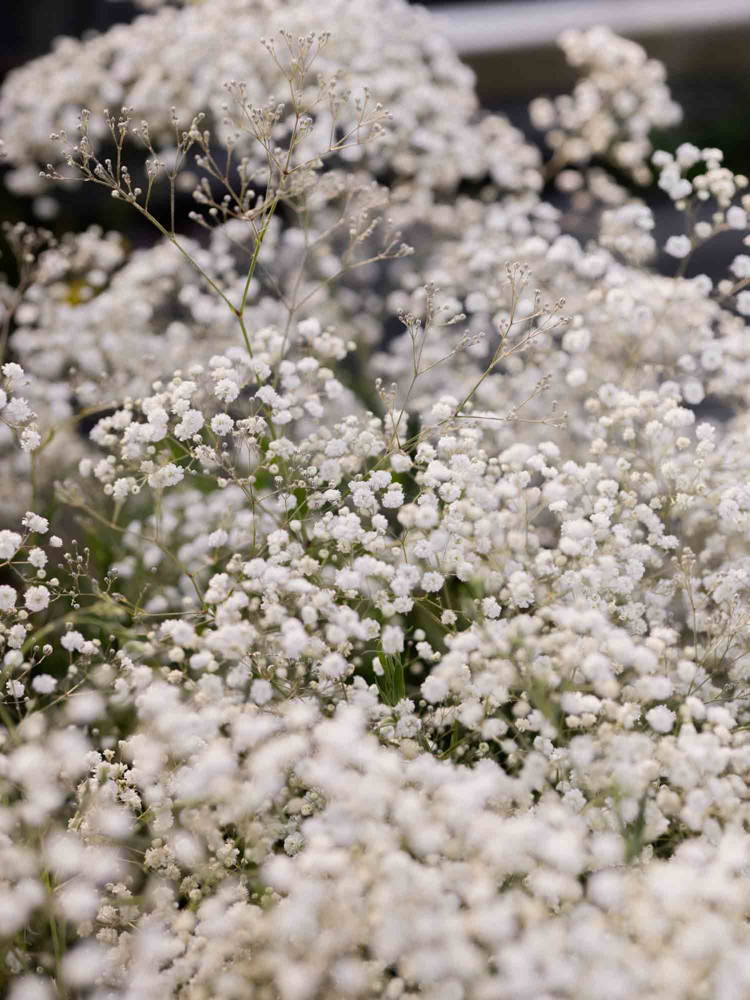 GYPSOPHILA - 'Snowflake' - PLANTS