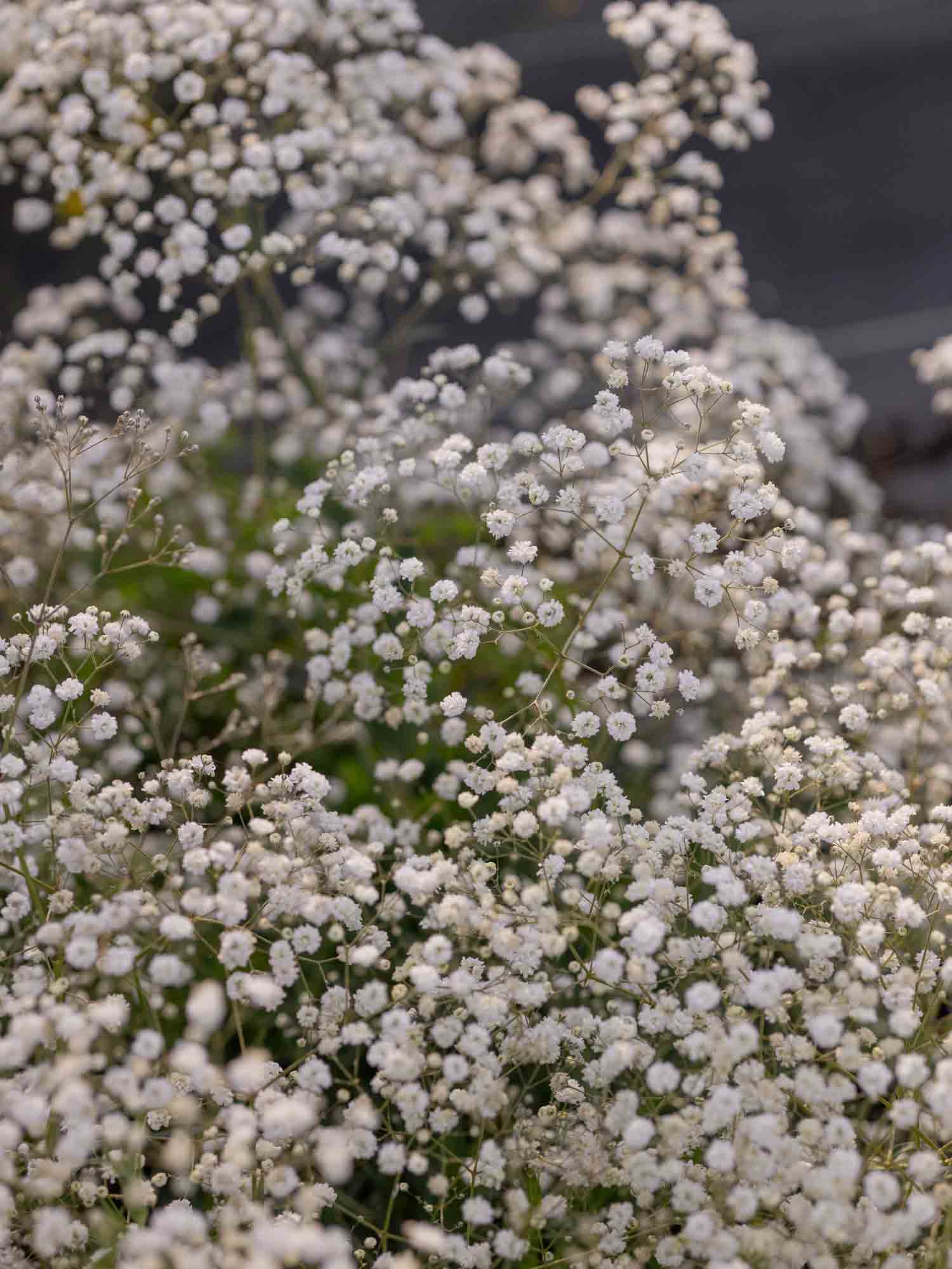 GYPSOPHILA - 'Snowflake' - PLANTS