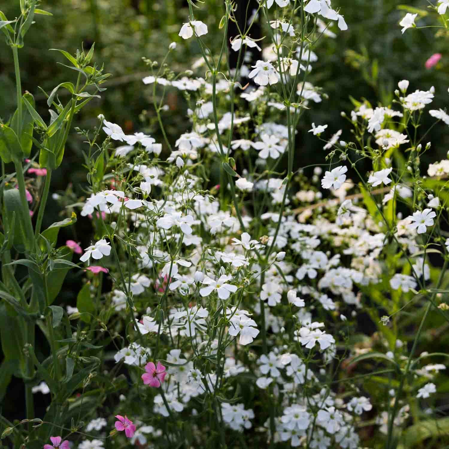 Gypsophila - Covent Garden