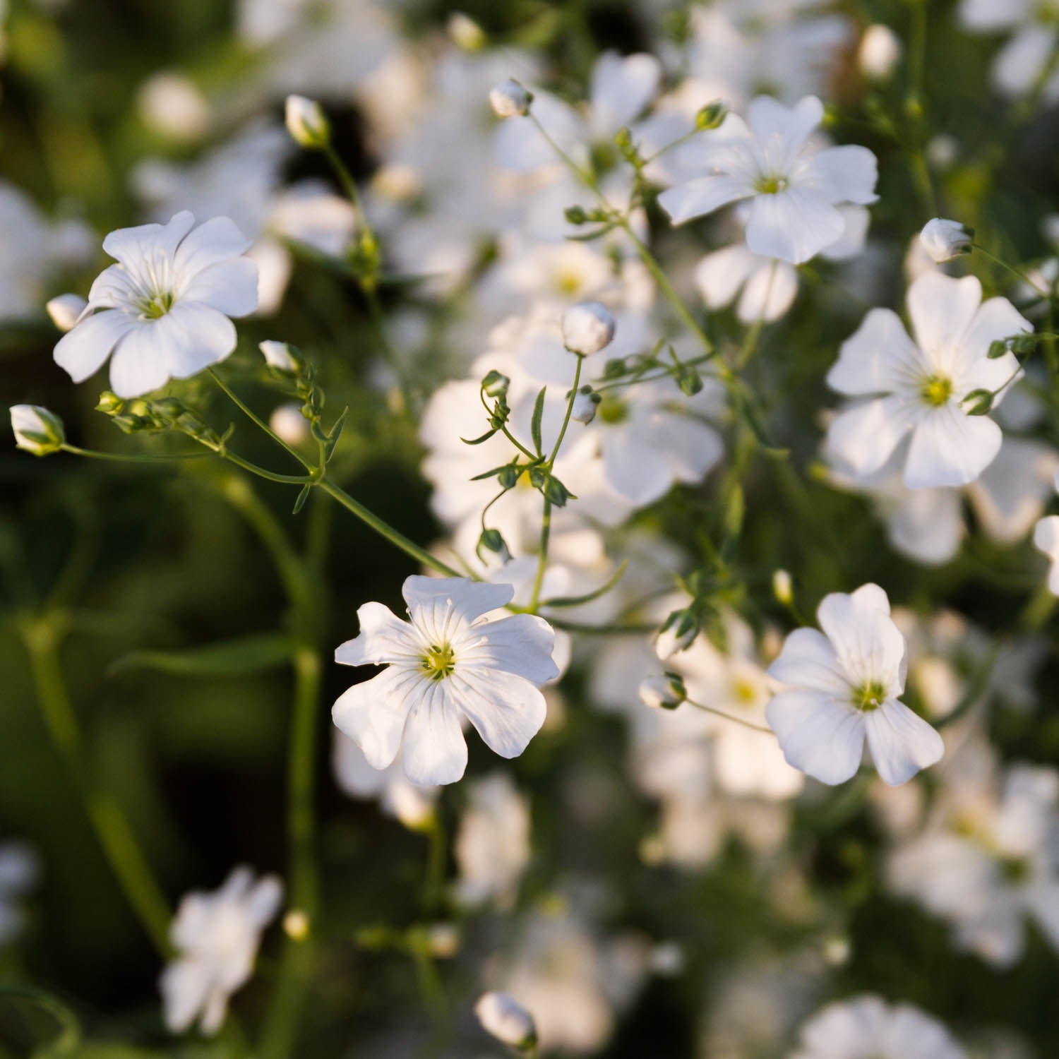 Gypsophila - Covent Garden