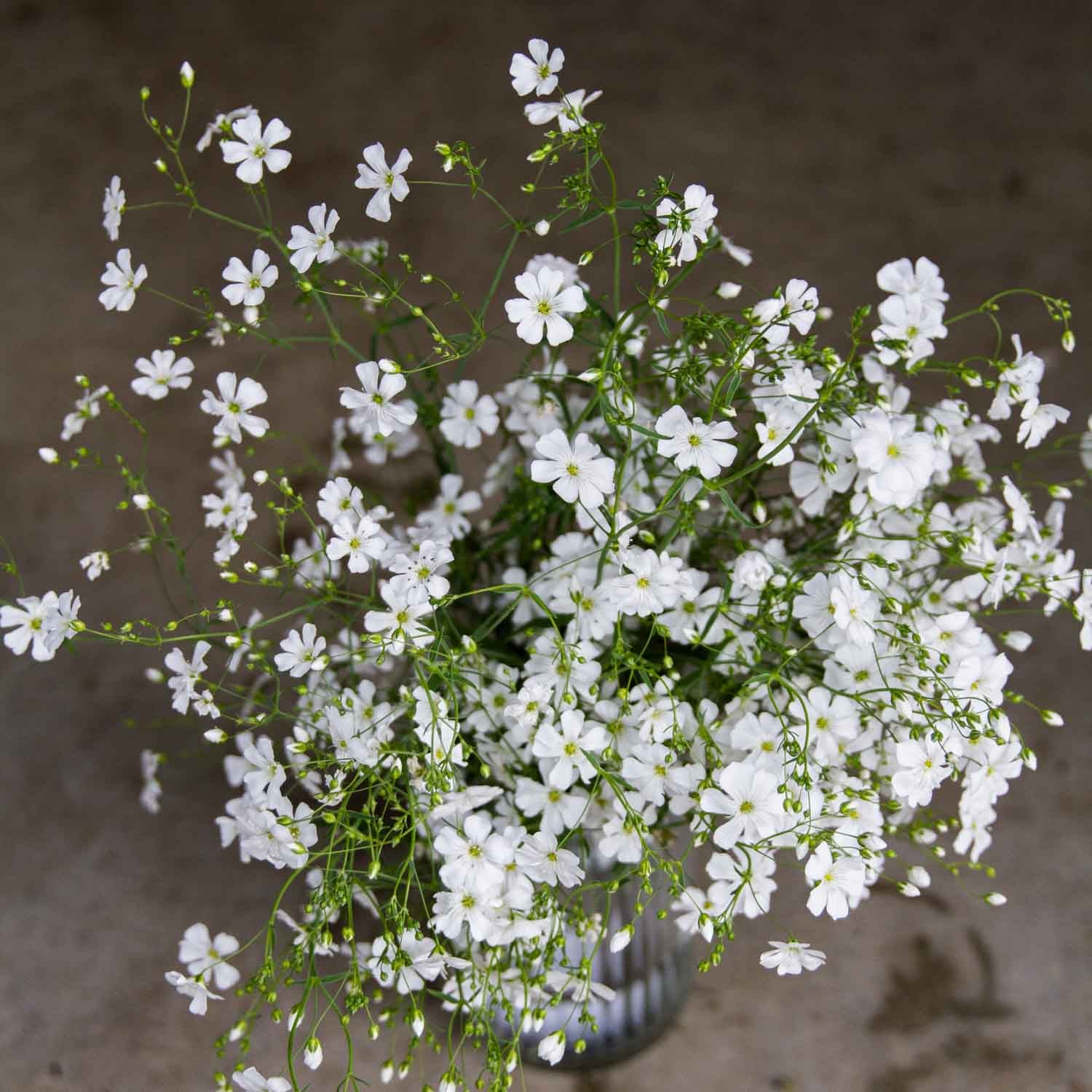 Gypsophila - Covent Garden