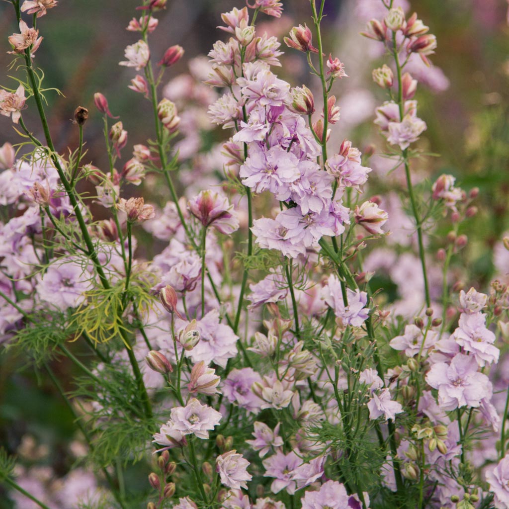 LARKSPUR - Smokey Eyes - PLANTS