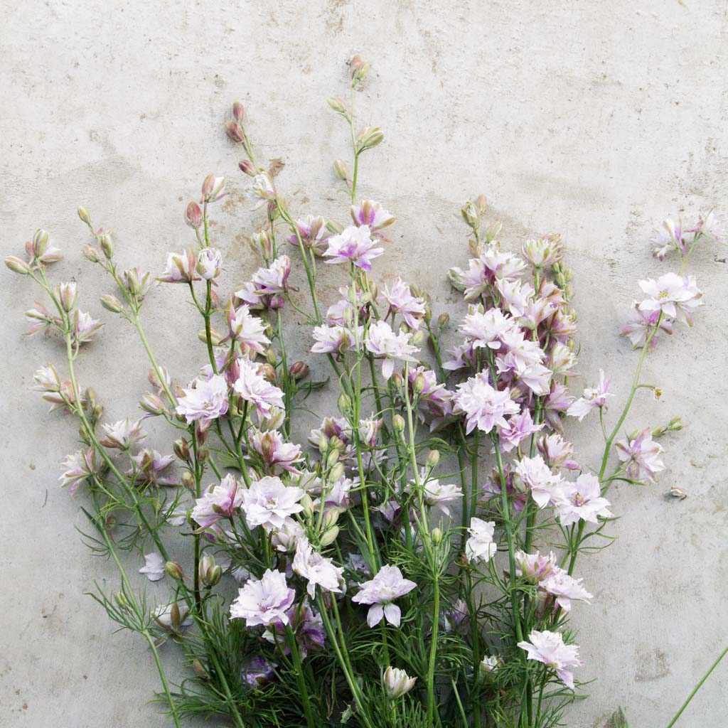 LARKSPUR - Smokey Eyes - PLANTS