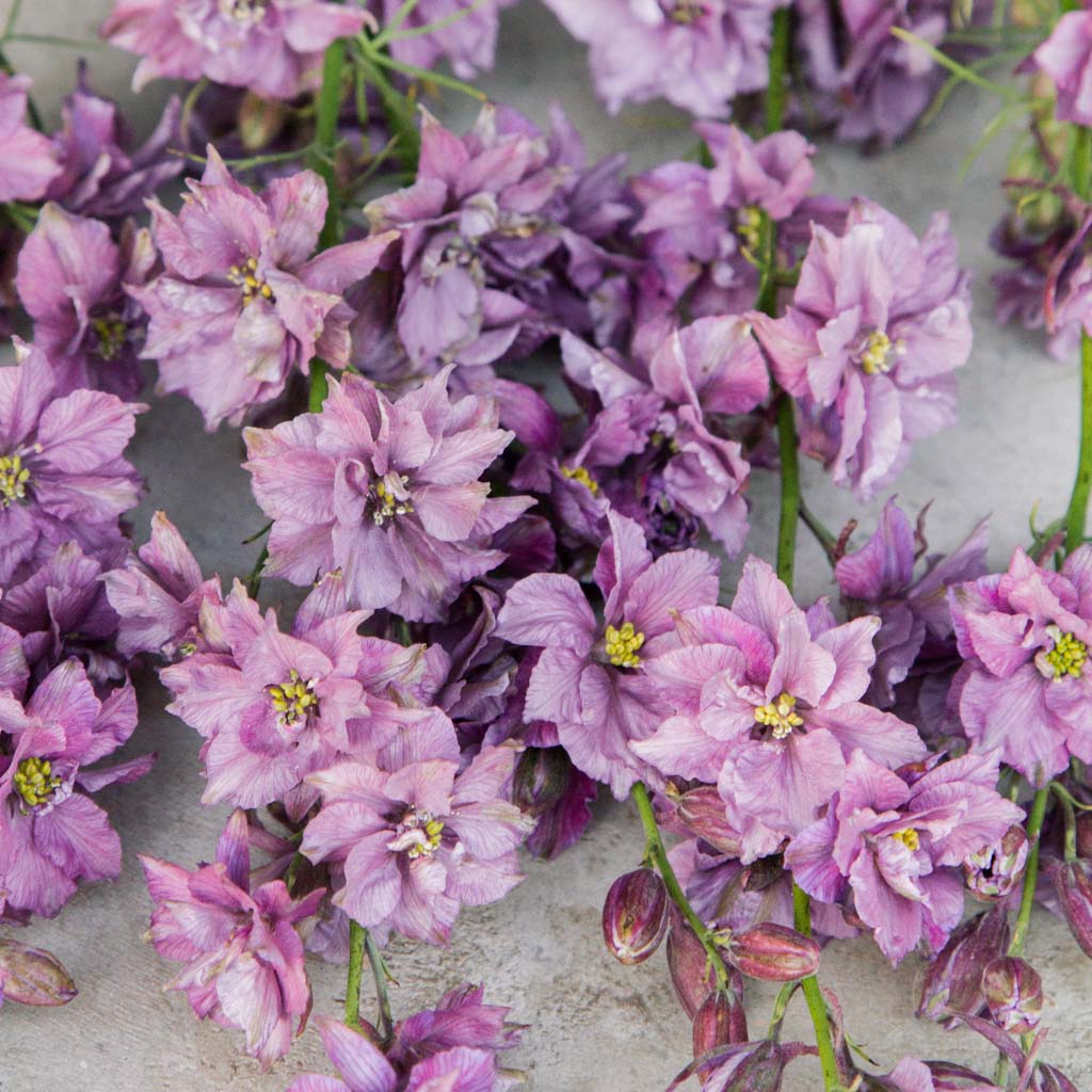 larkspur misty lavender seeds LARKSPUR - Misty Lavender