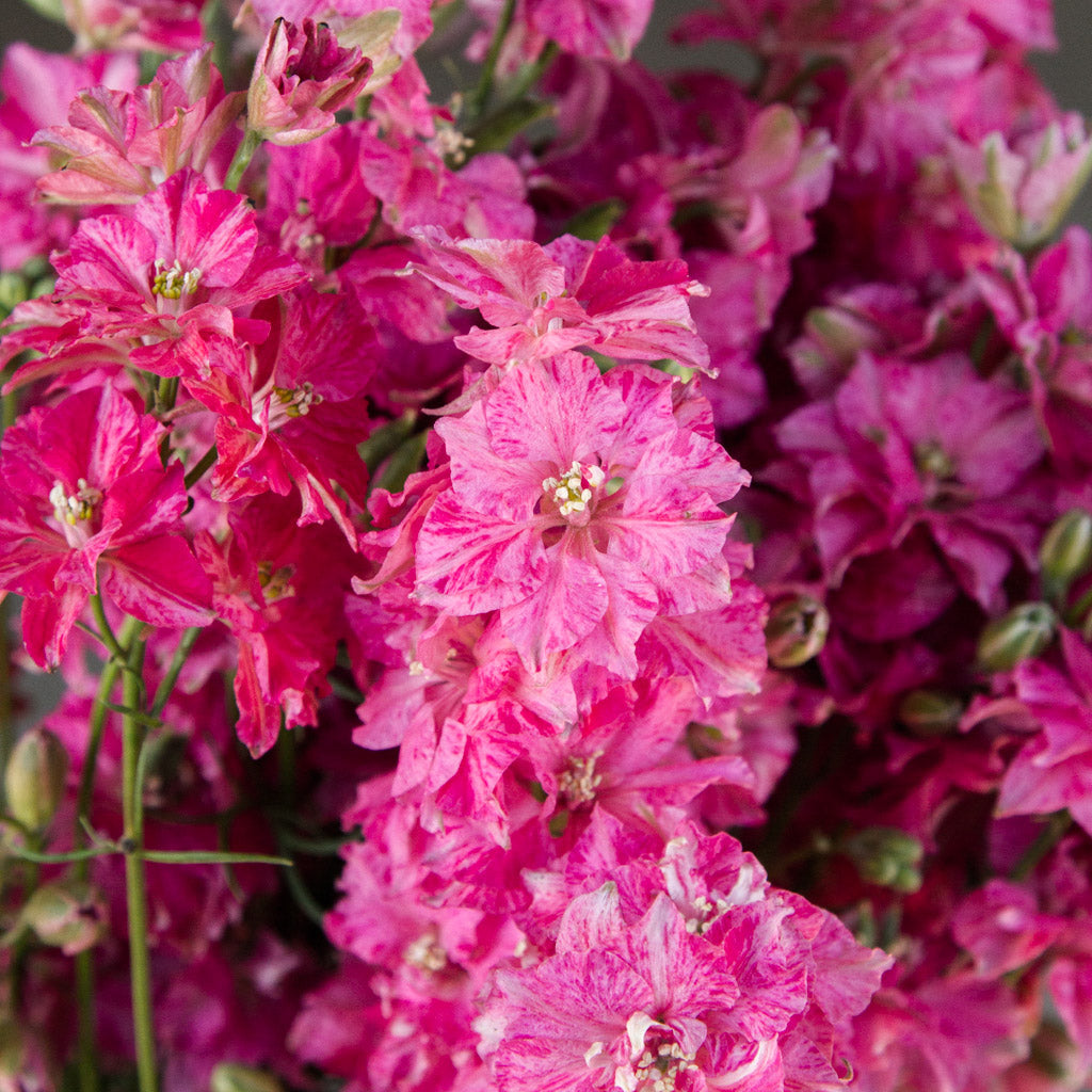 LARKSPUR - Carmine - PLANTS
