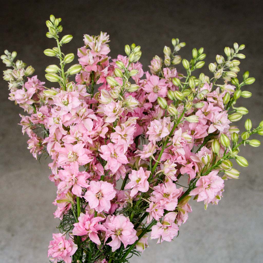 Larkspur - Light Pink - PLANTS