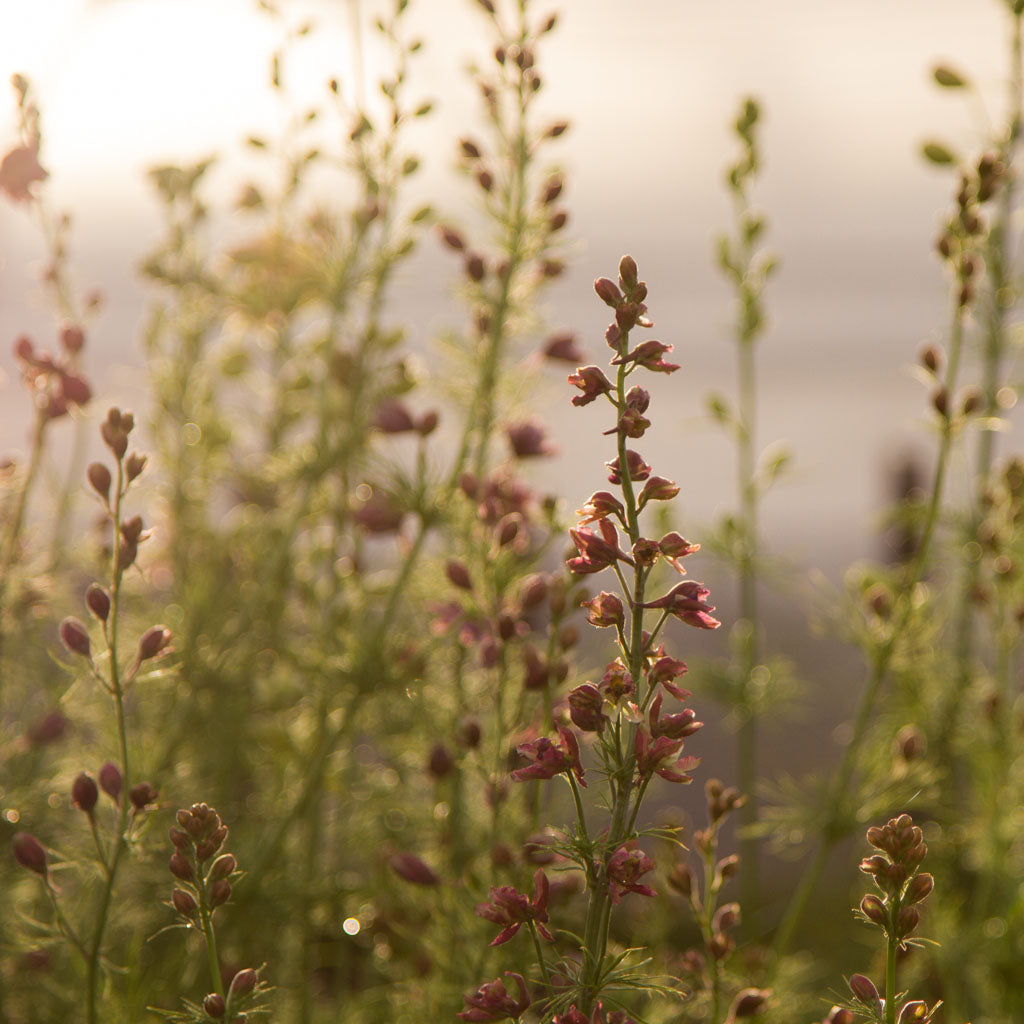 LARKSPUR - Misty Lavender - PLANTS