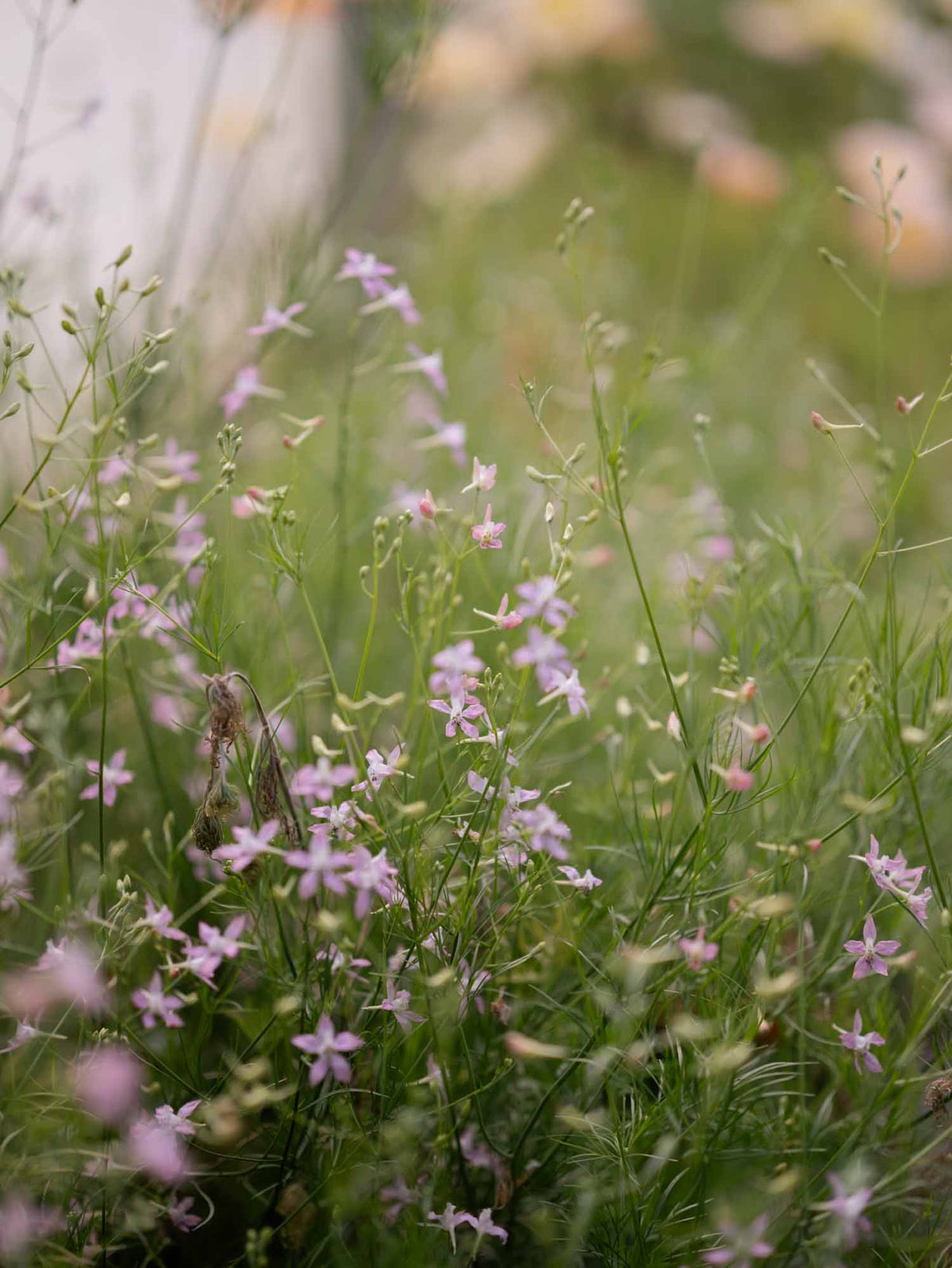 Larkspur - Cloud Pink