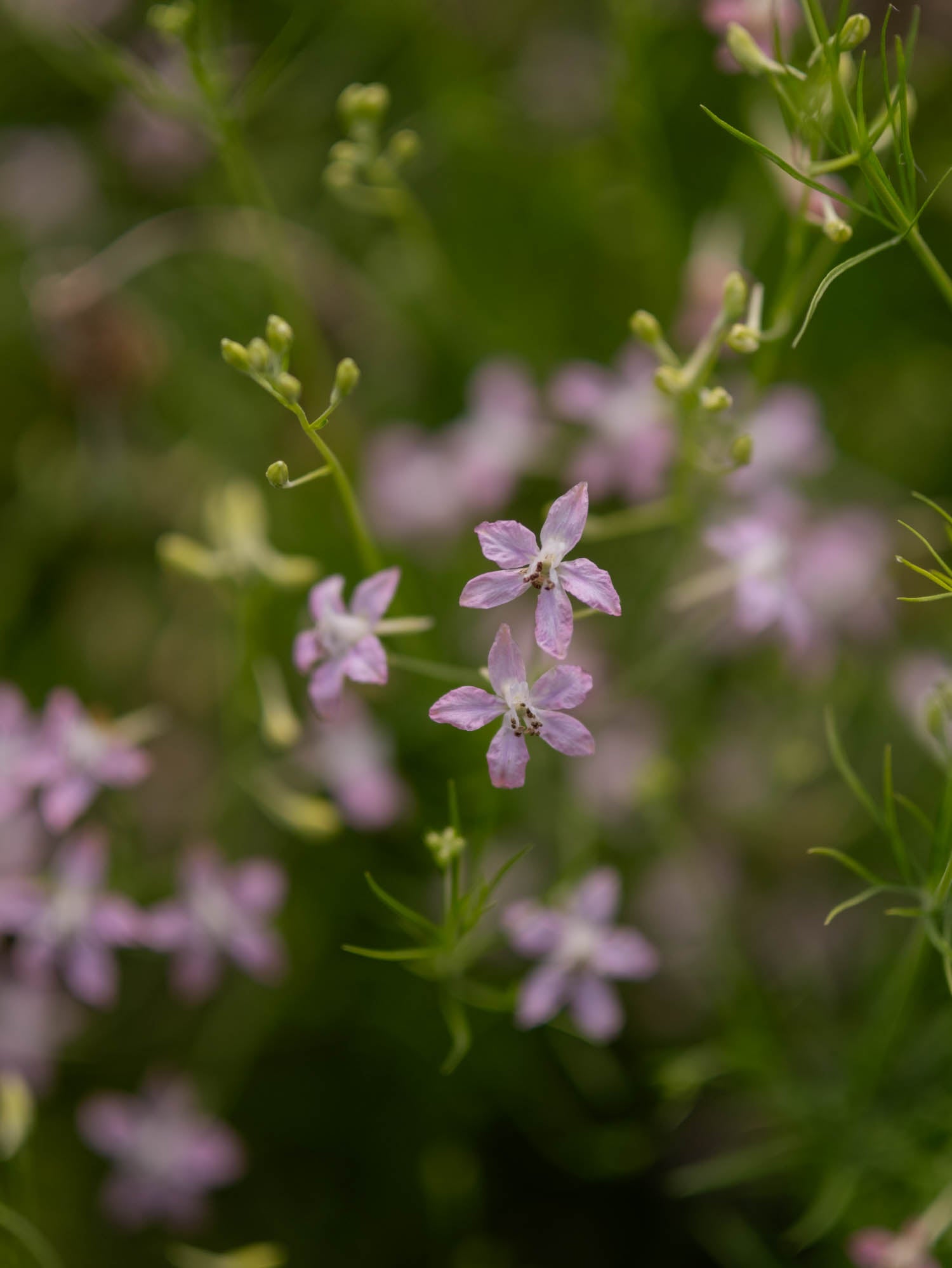 Larkspur - Cloud Pink