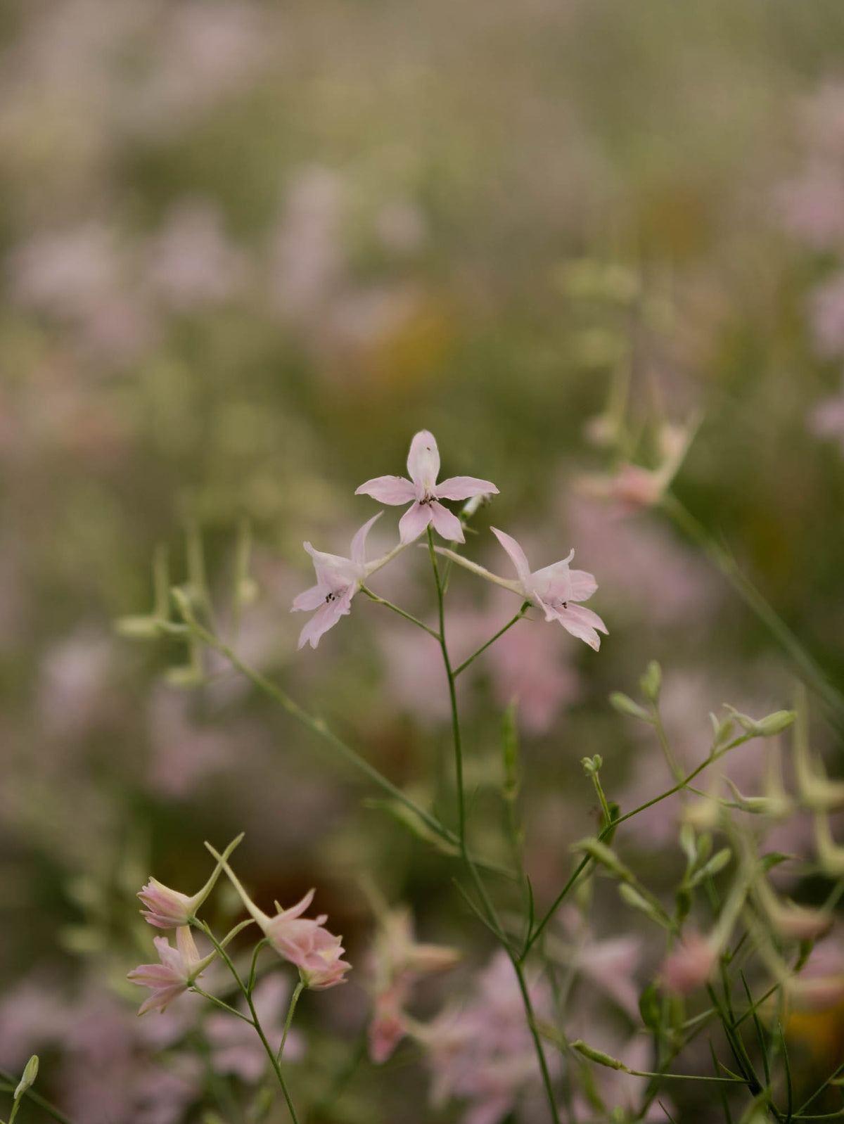 Larkspur - Cloud Pink