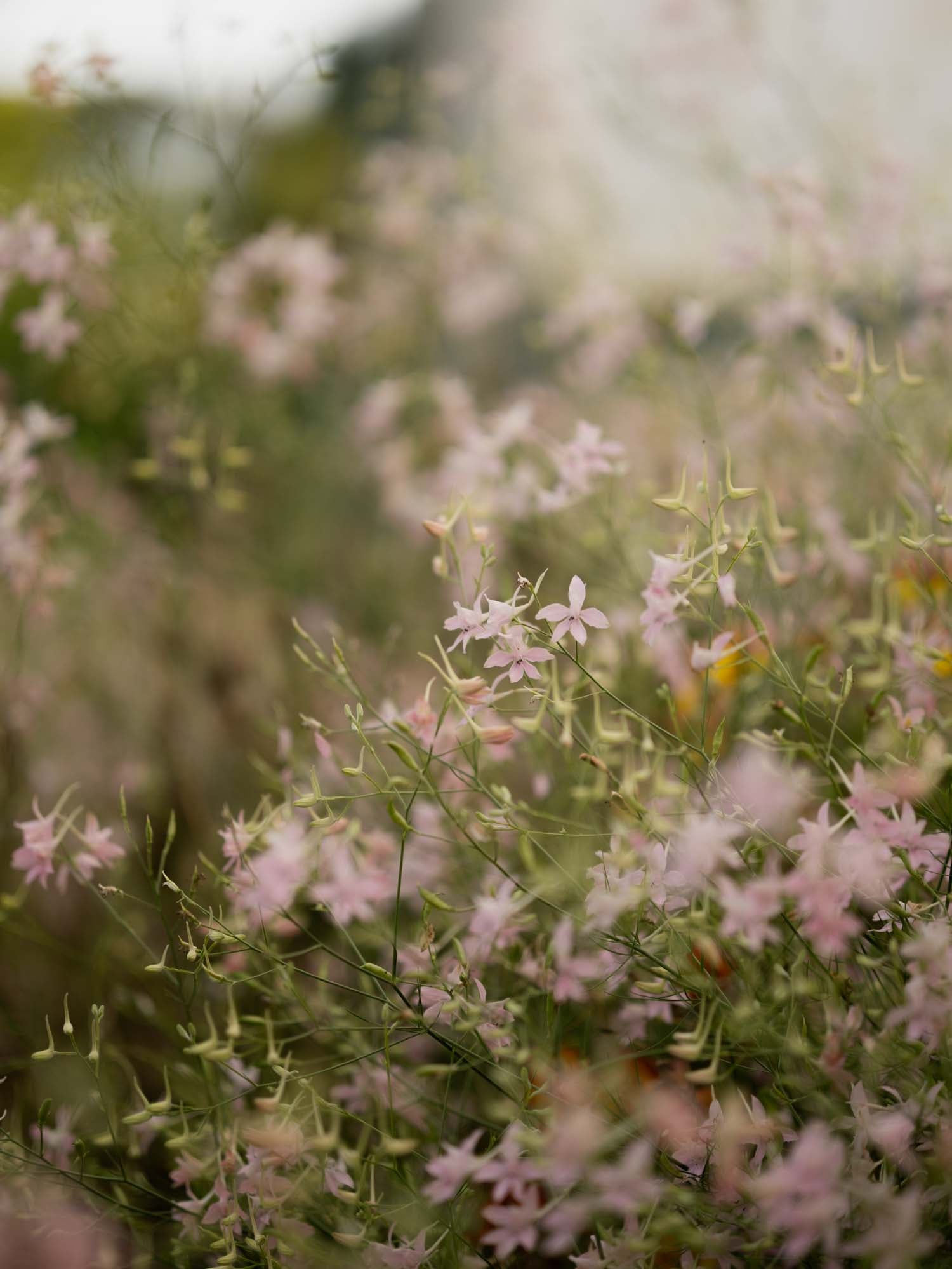 Larkspur - Cloud Pink